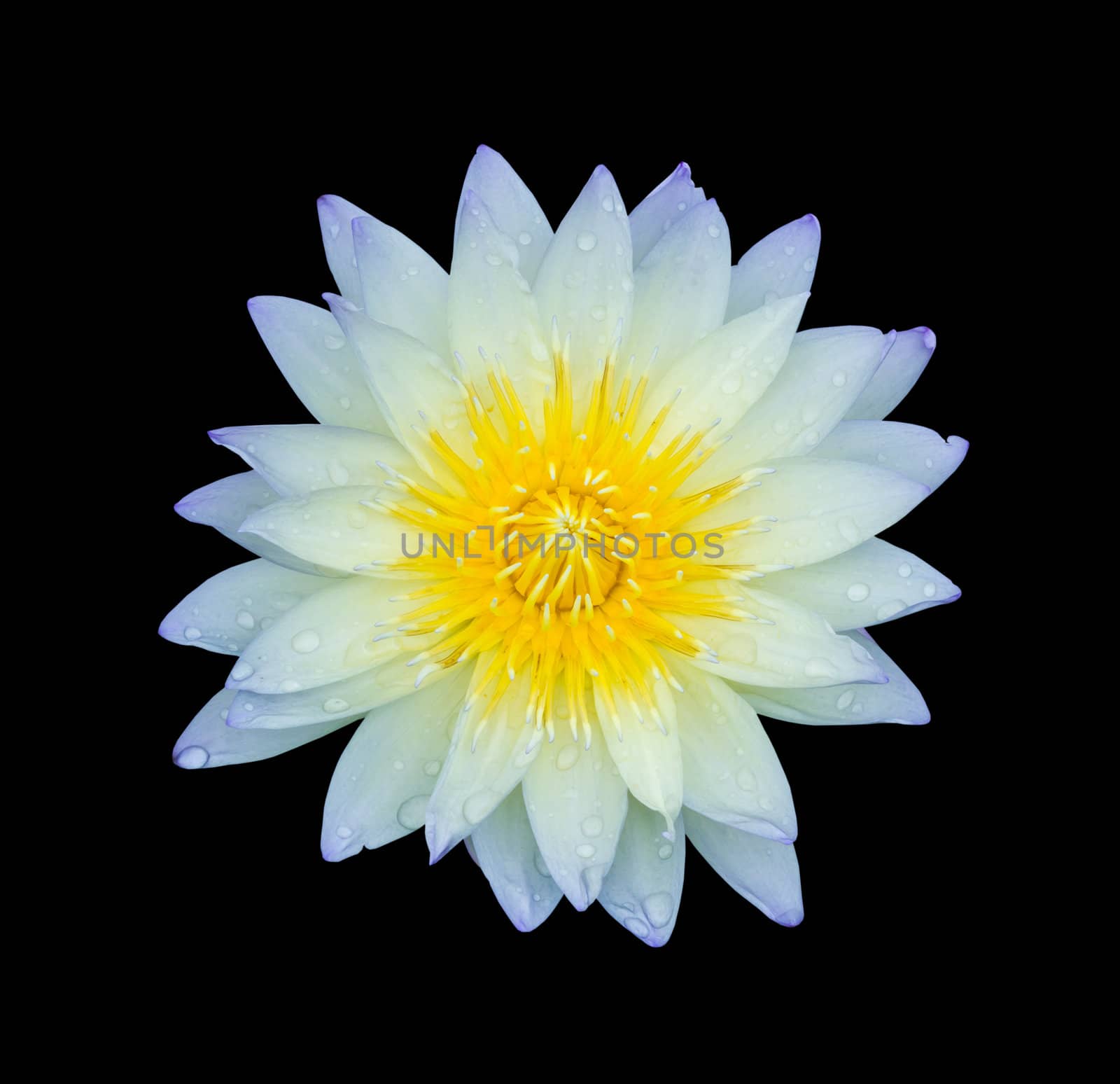 light blue lotus isolated