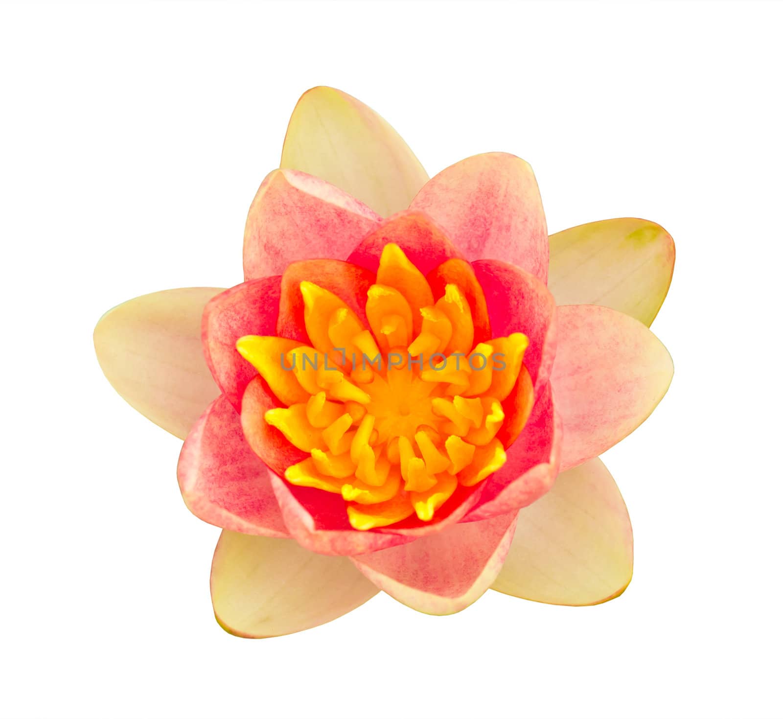 pink water lily isolated