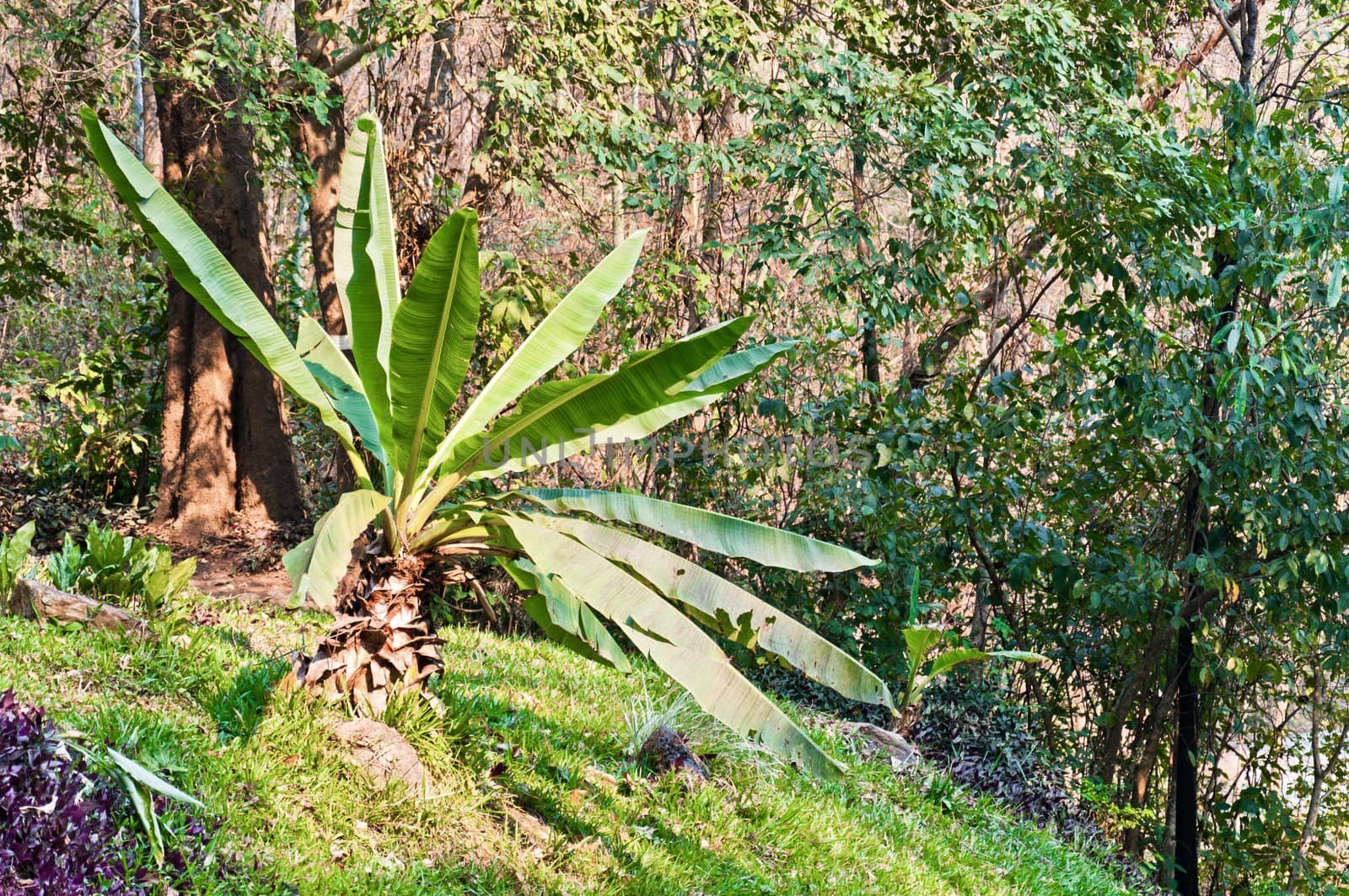 Banana Leaf in the Garden