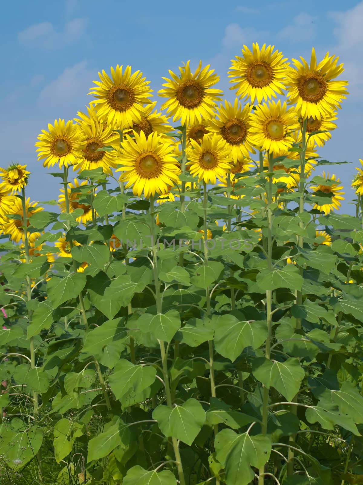 Group of beautiful sunflower with blue sky