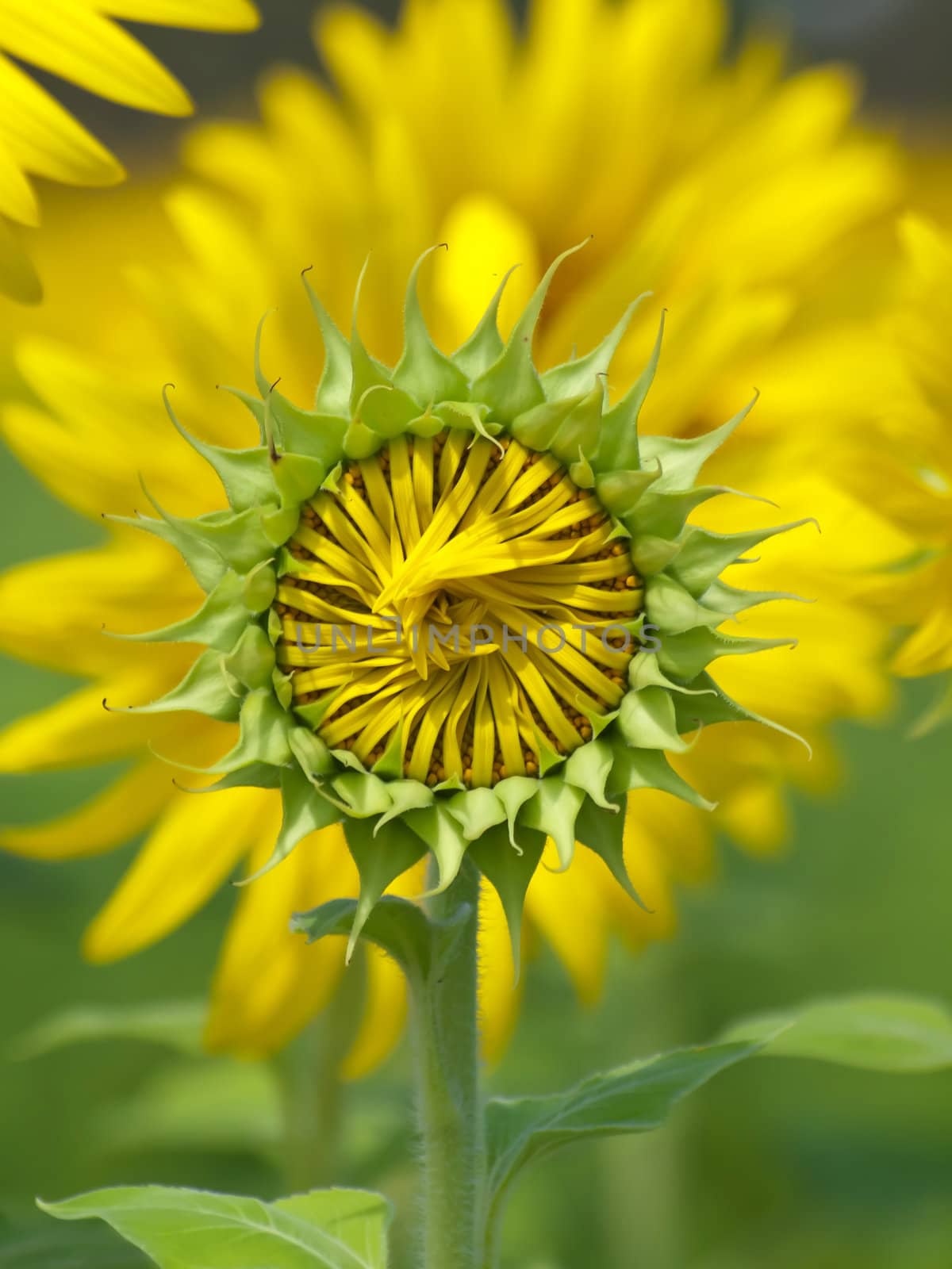 Sunflower bud against sunflower blossoming on background