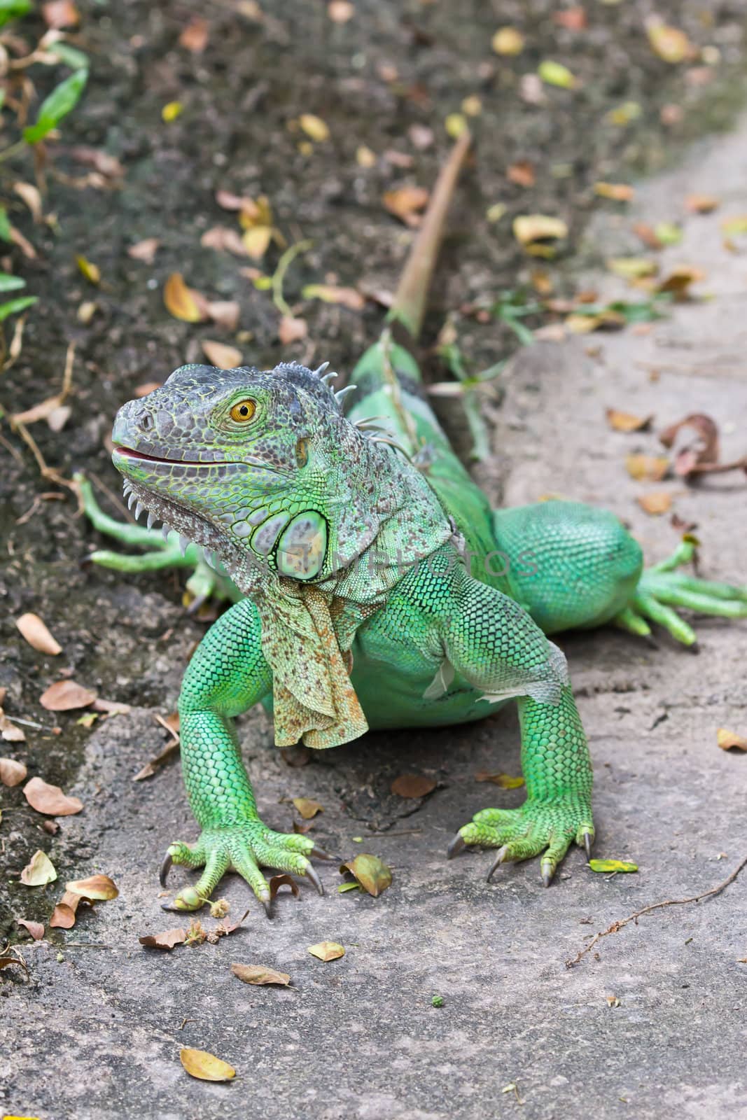 green iguana by tungphoto