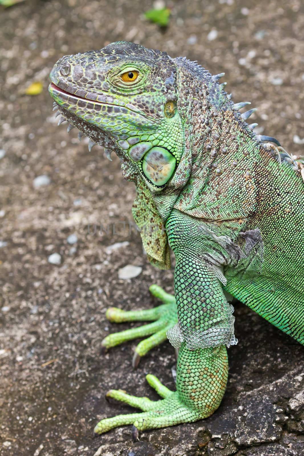 green iguana by tungphoto