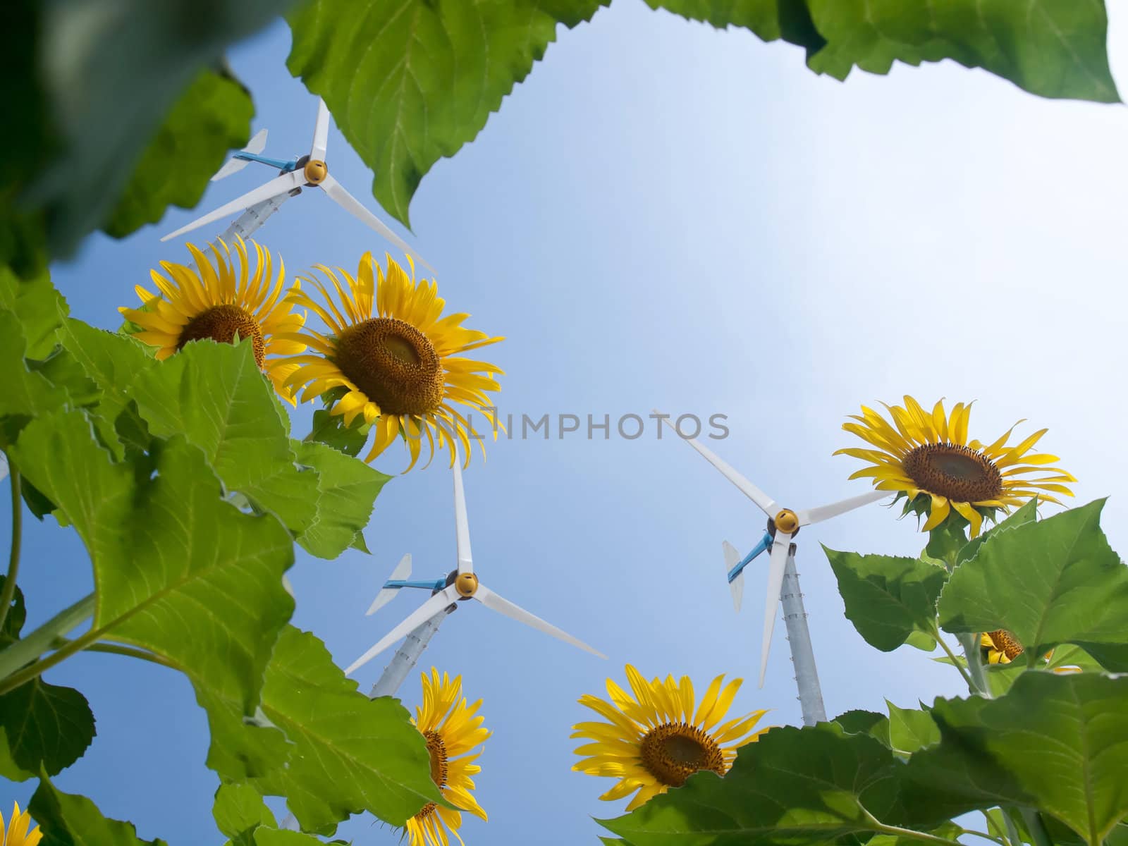 Windmill with sunflowers and pure fresh air
