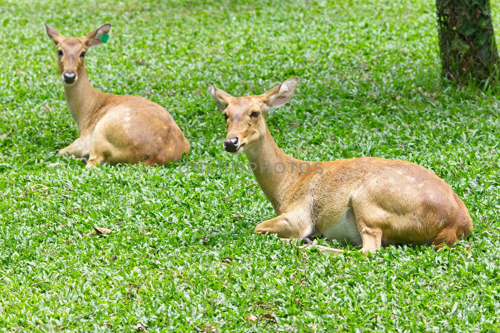 portrait of deer by tungphoto