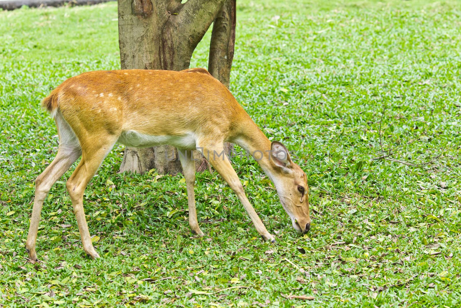 portrait of deer