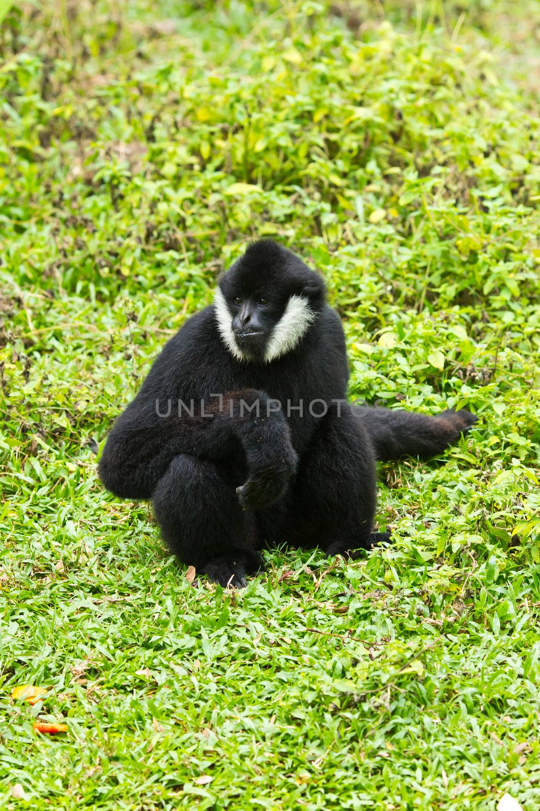white Cheek Gibbon by tungphoto
