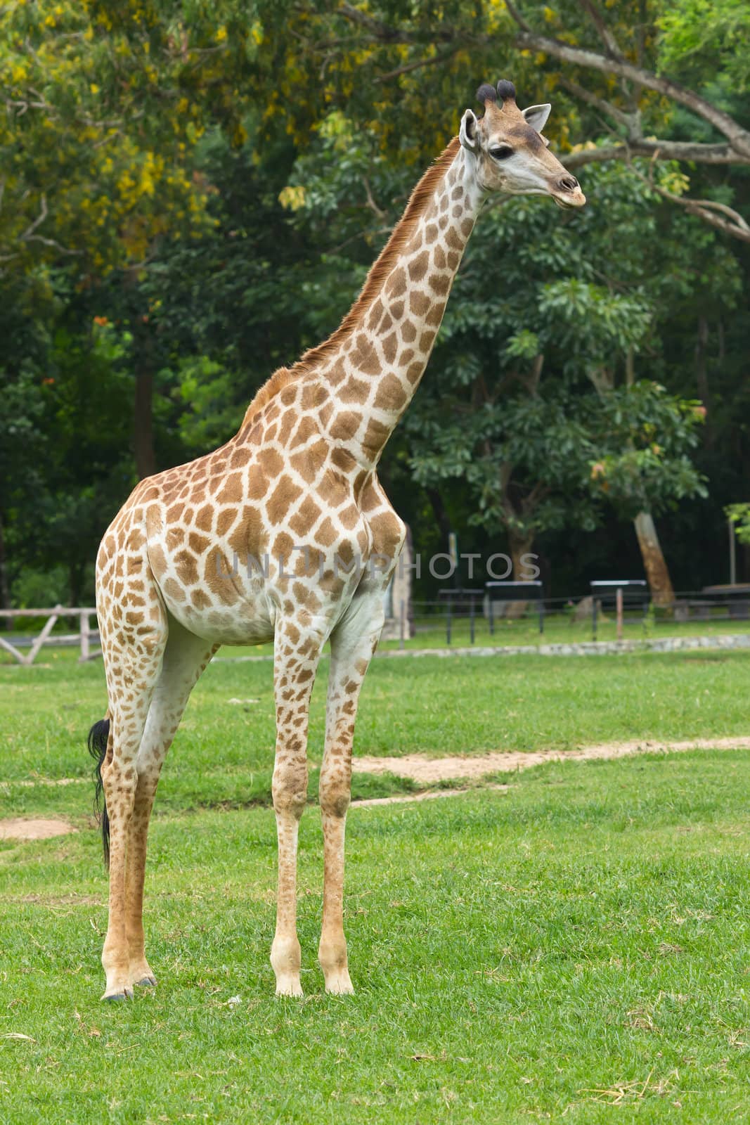 giraffe