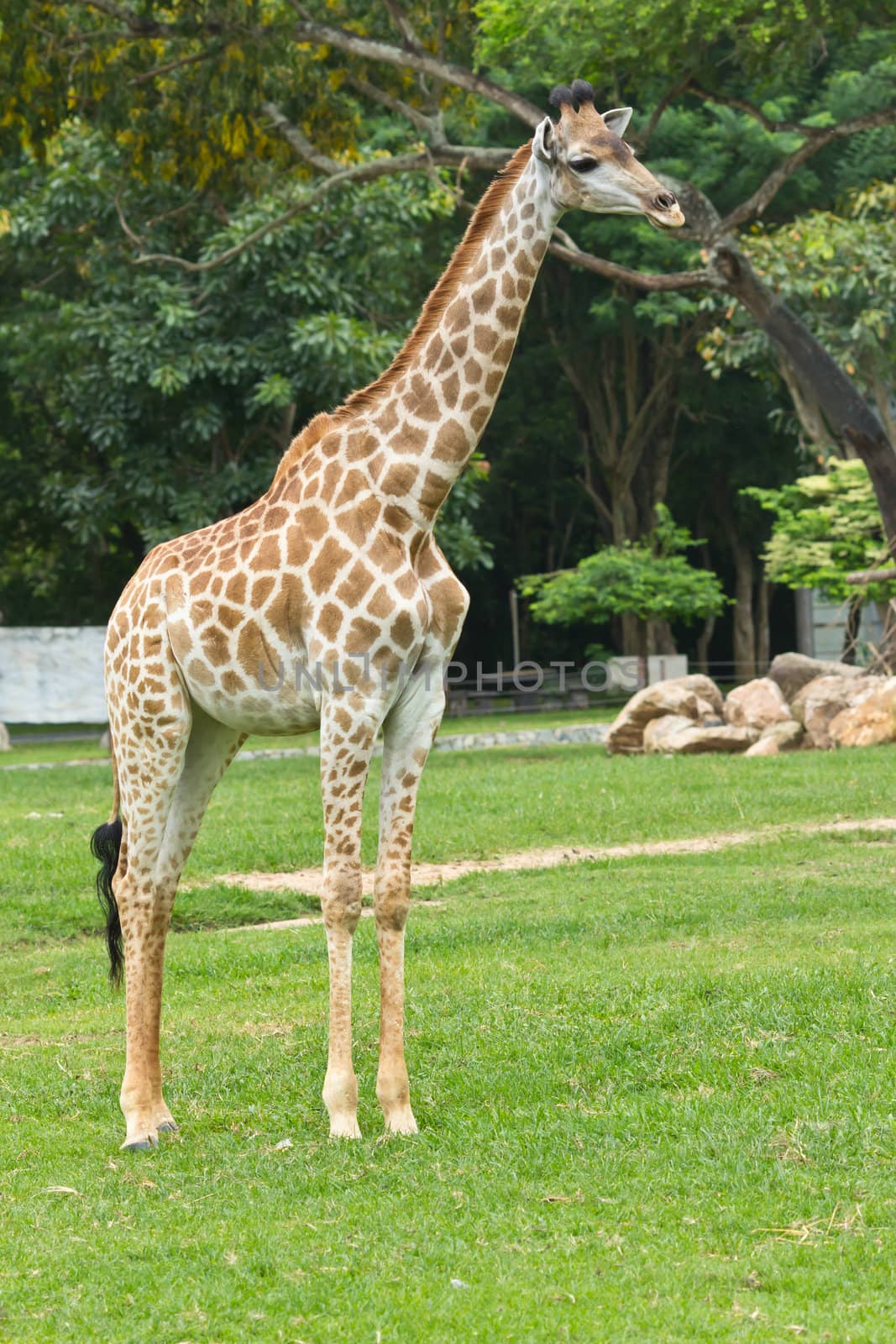 portrait of giraffe by tungphoto