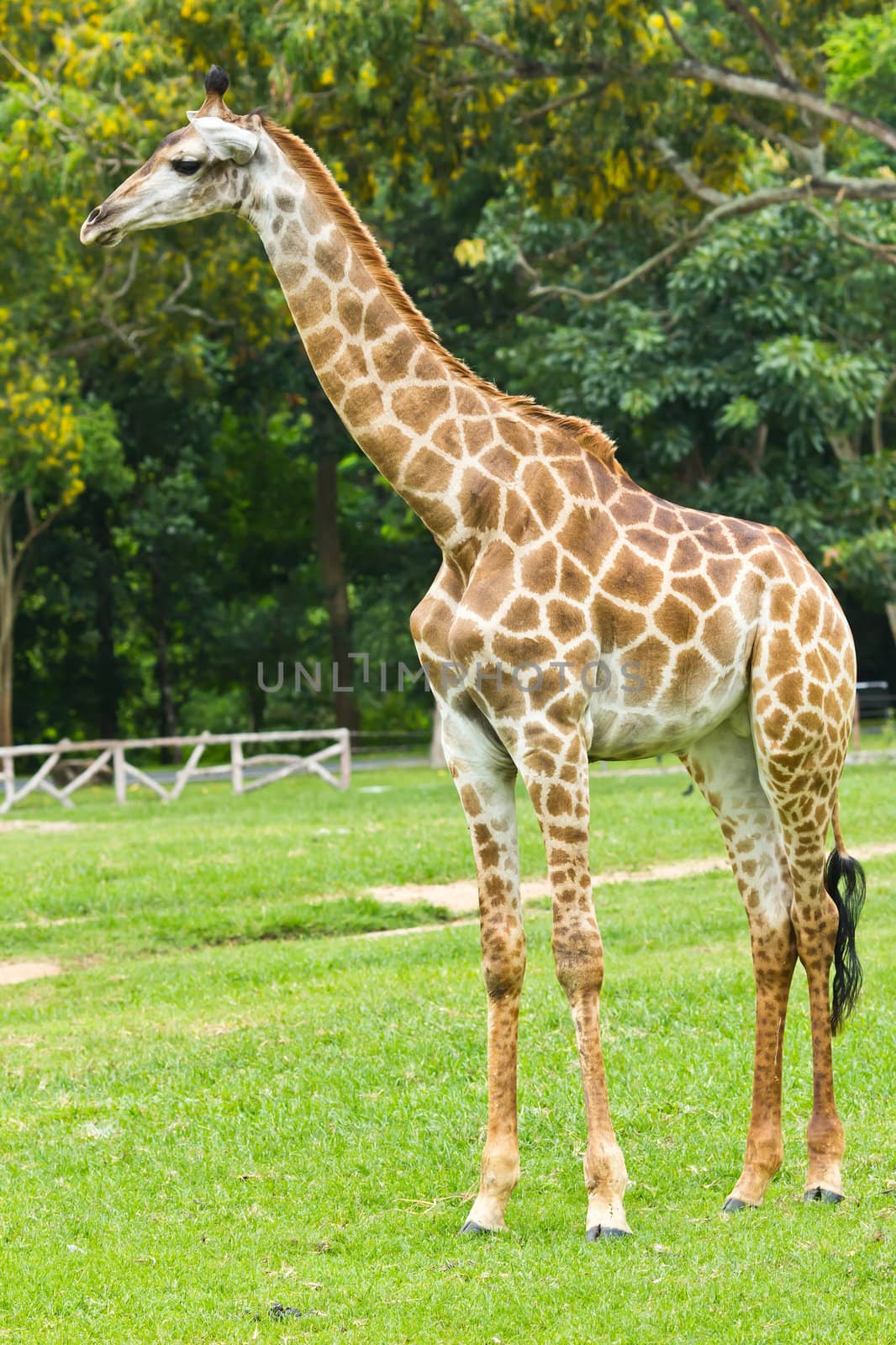 portrait of giraffe by tungphoto