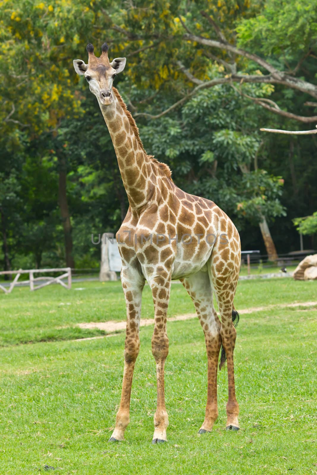 giraffe by tungphoto