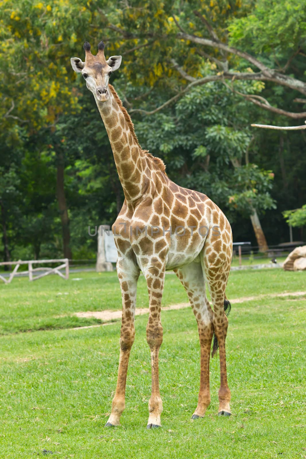 giraffe