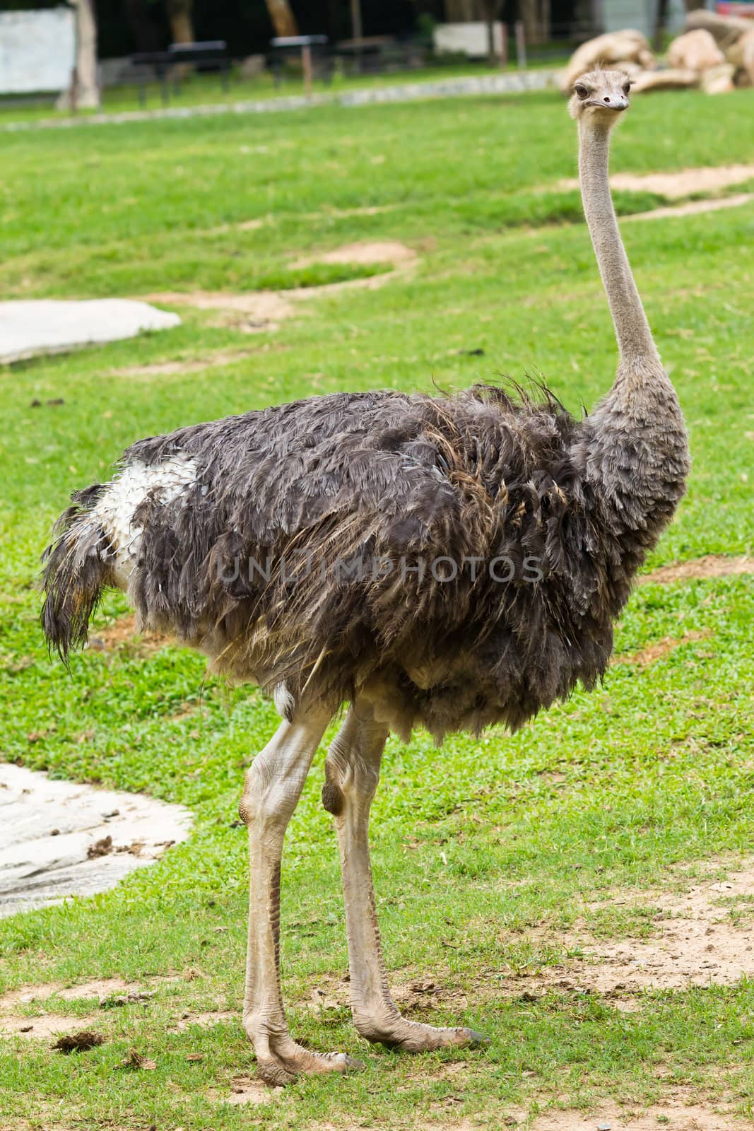 portrait of ostrich by tungphoto