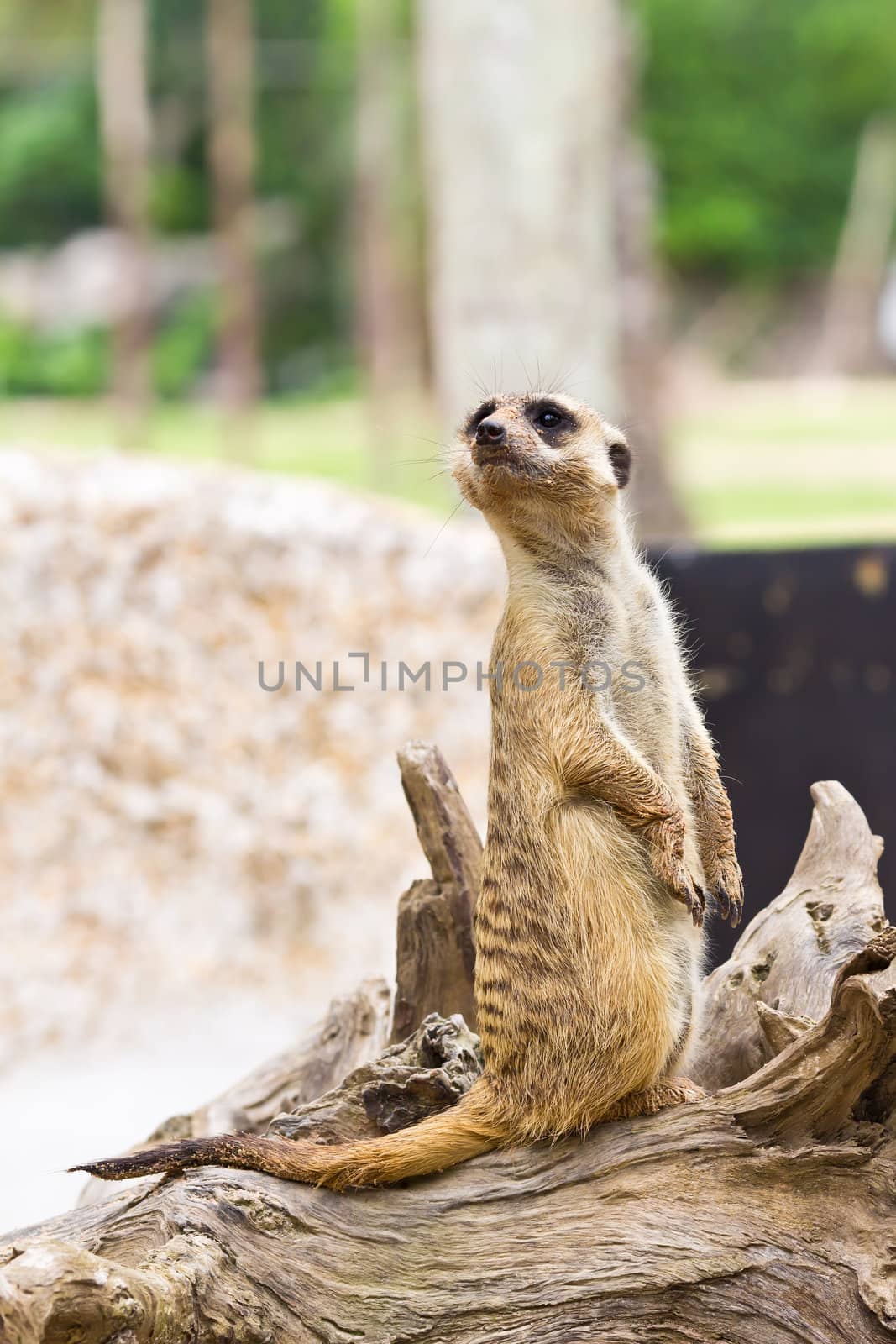 portrait of meerkat by tungphoto