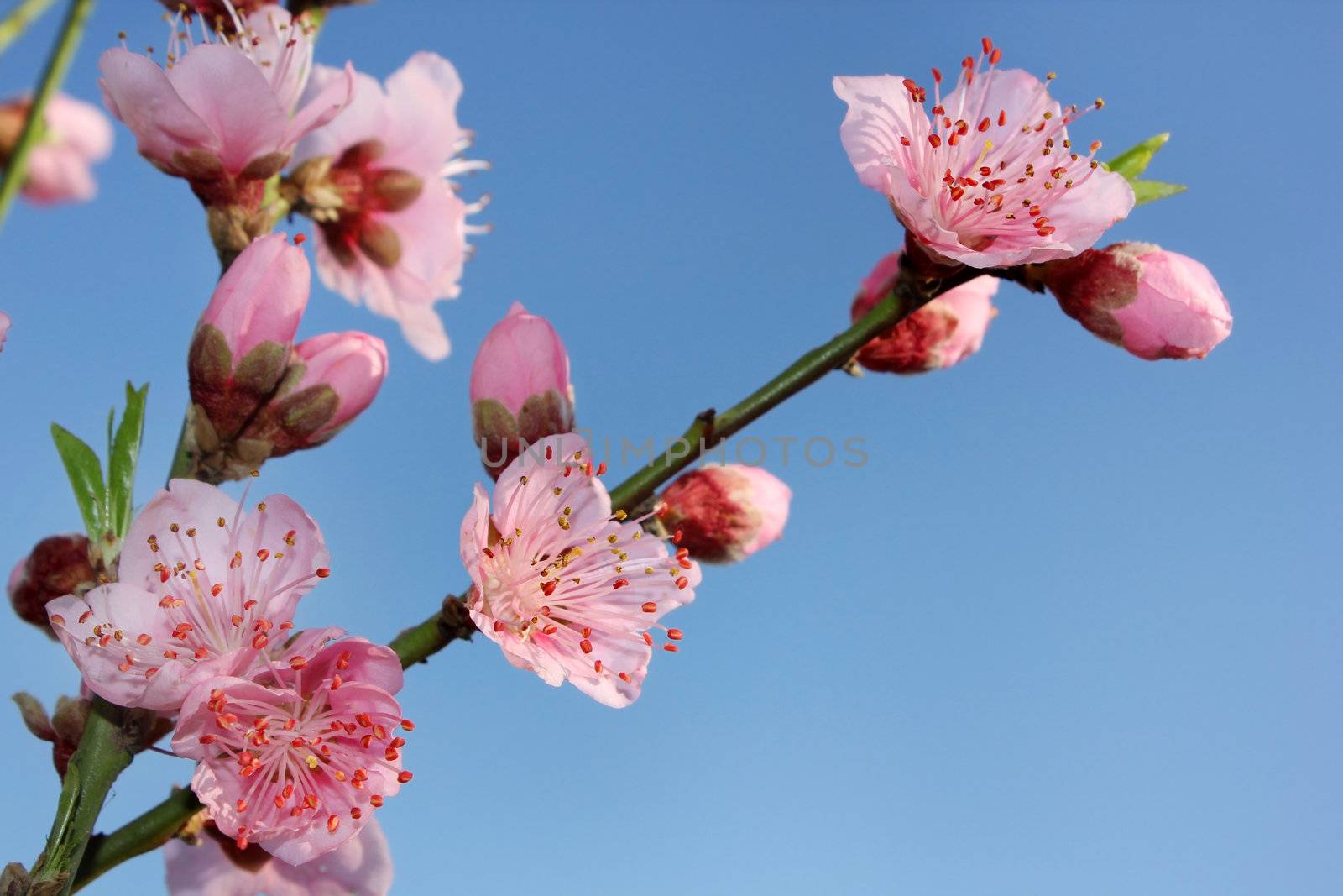 blossoming peach by irisphoto4