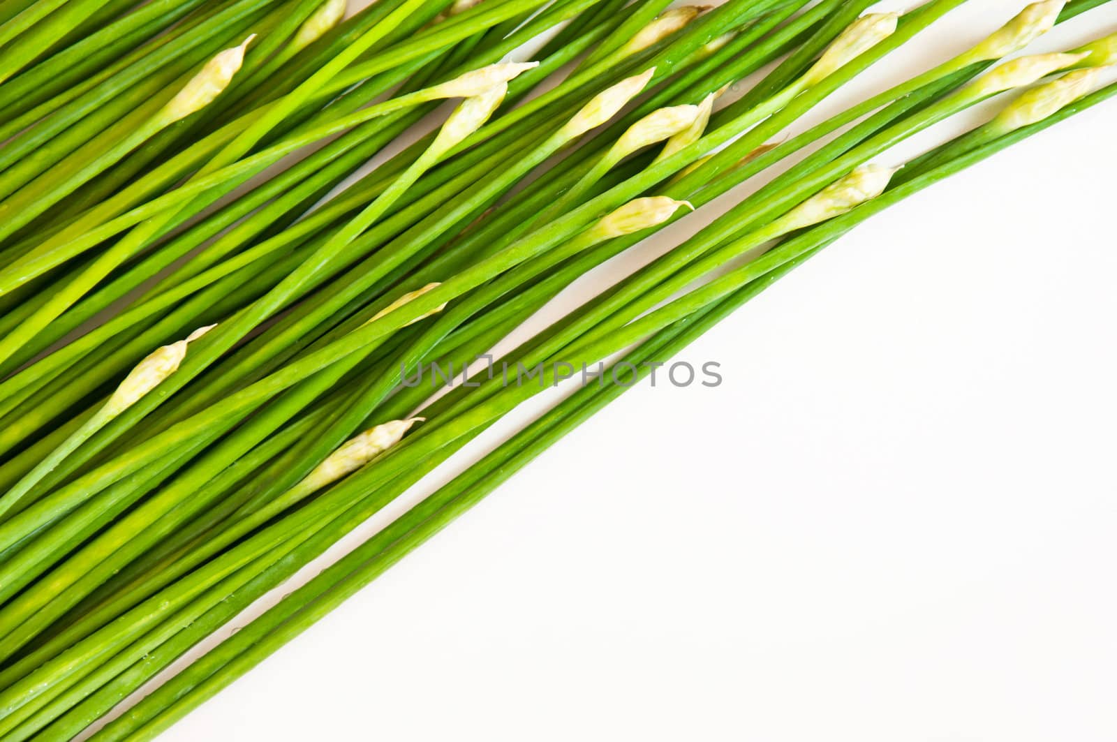 Chinese chive tilted on white background by sayhmog