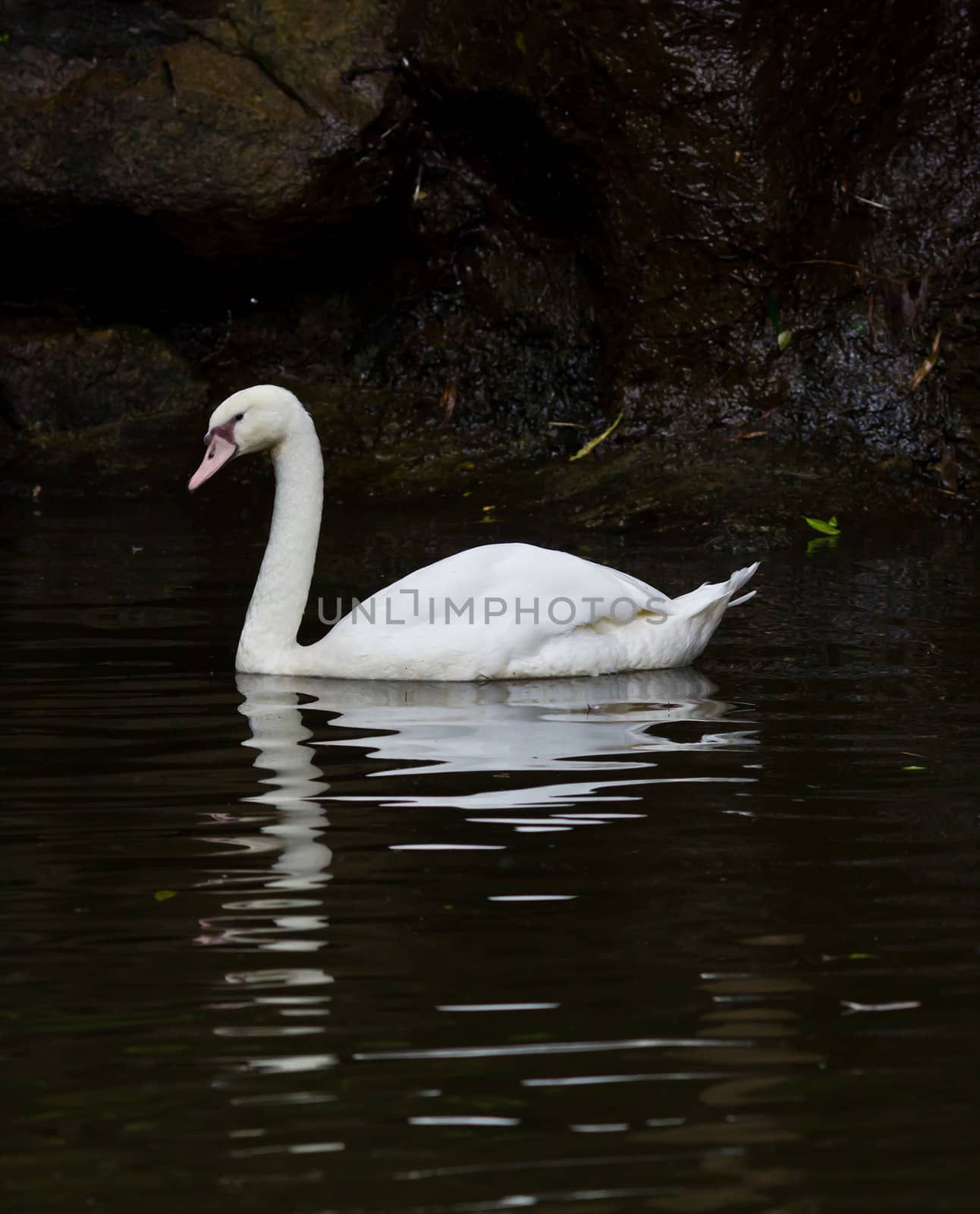 white swan by tungphoto