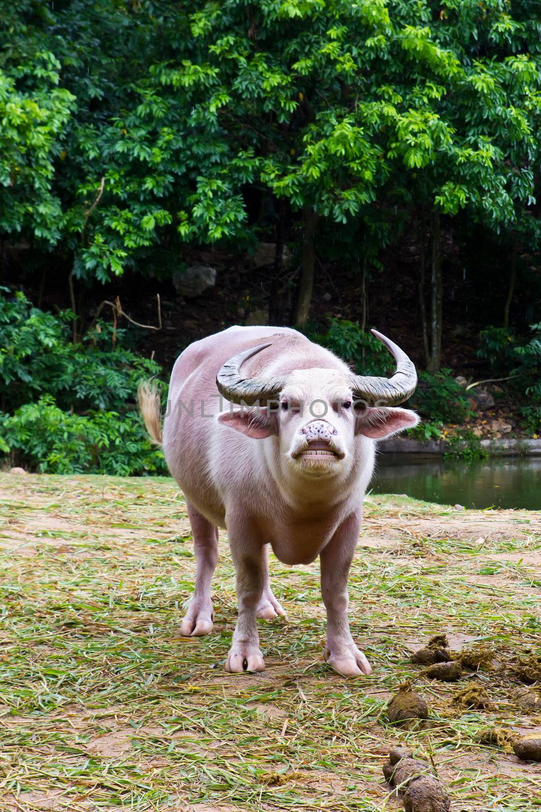 albino buffalo by tungphoto
