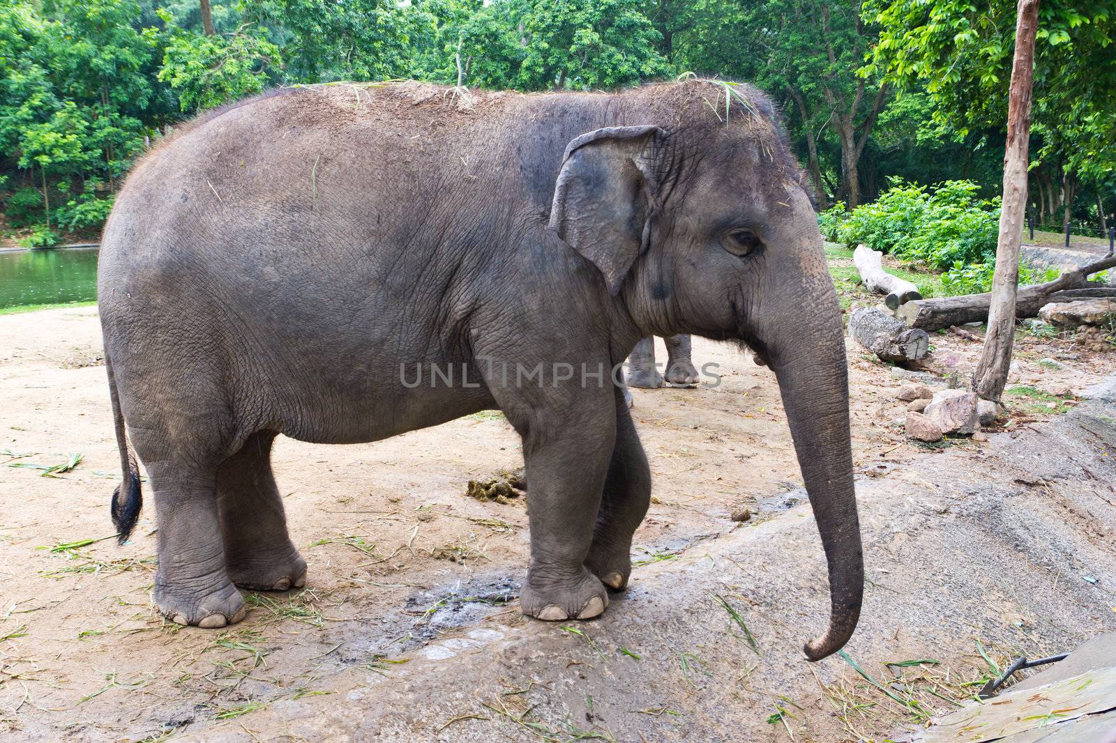 thai elephant by tungphoto
