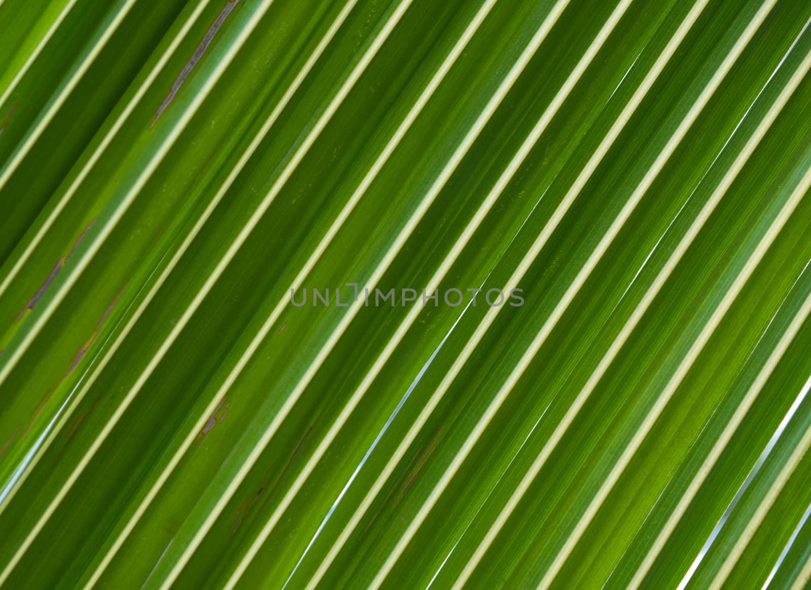 coconut leaf for background