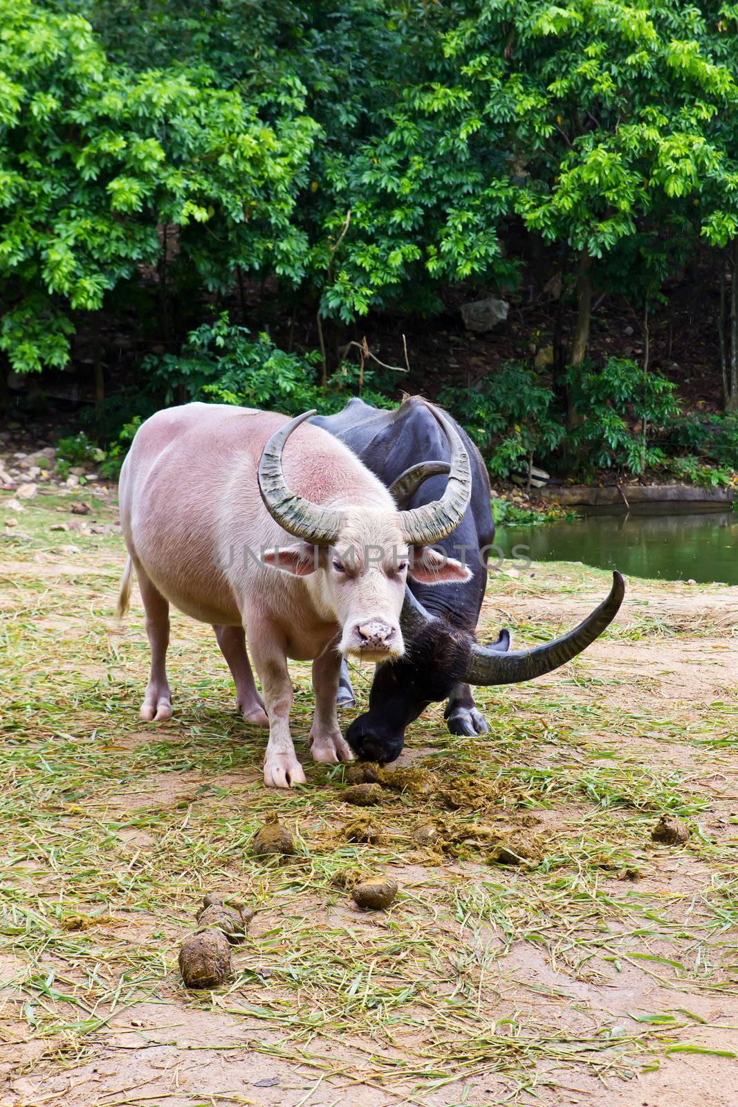 albino buffalo by tungphoto