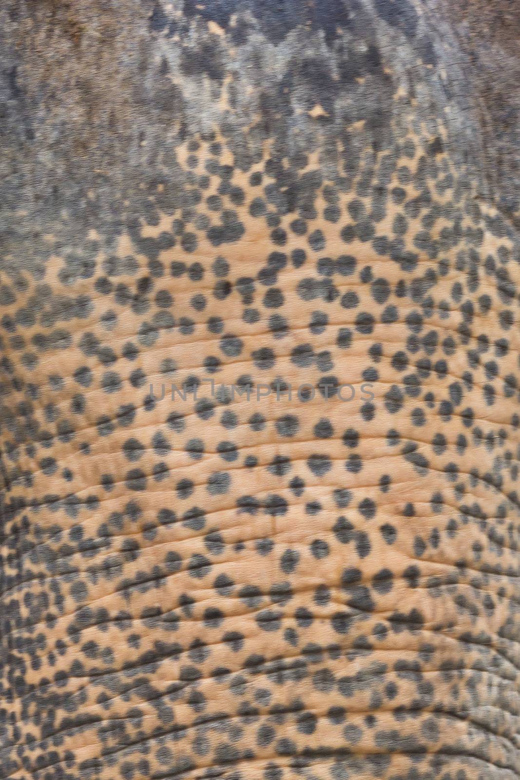 skin texture of elephant by tungphoto
