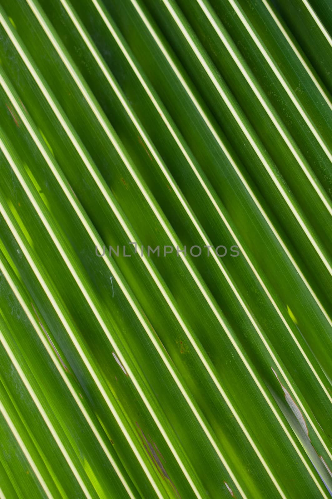 coconut leaf for background by sayhmog