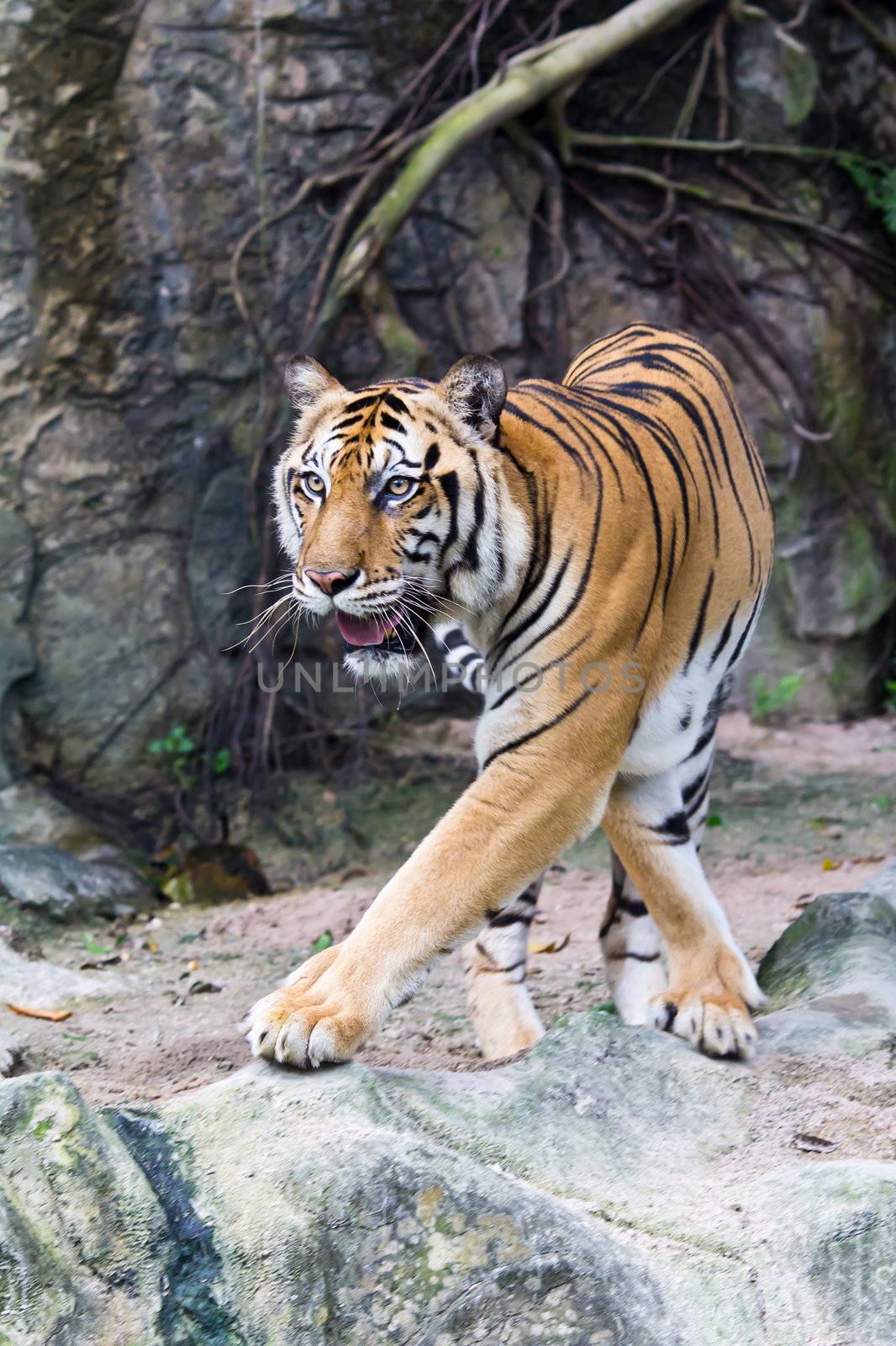 sumatran tiger by tungphoto