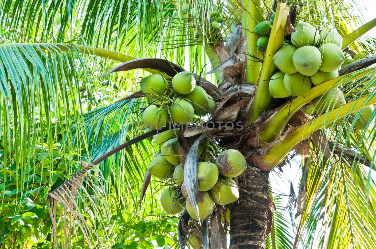 Coconut Tree by sayhmog