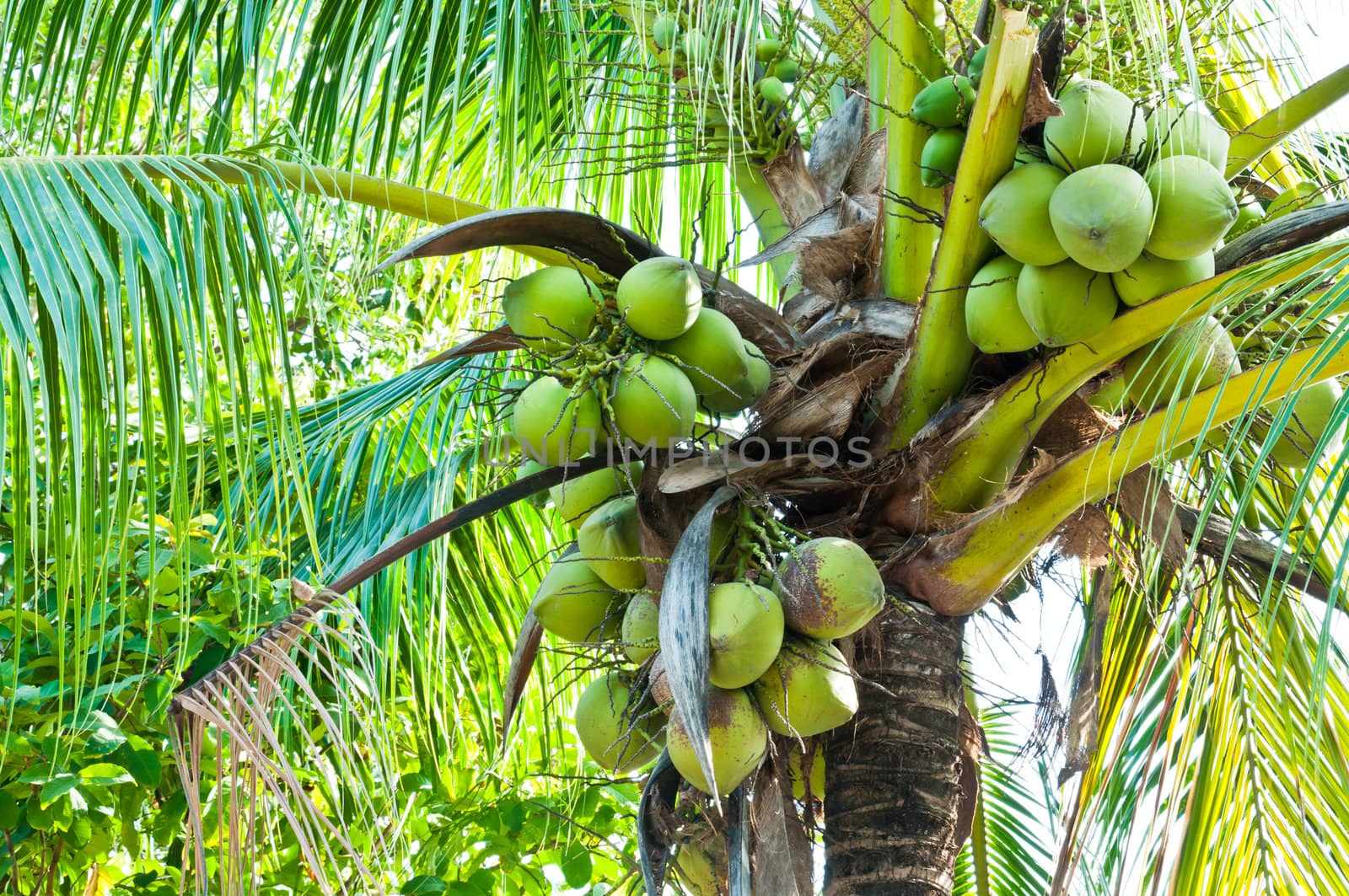 Coconut Tree