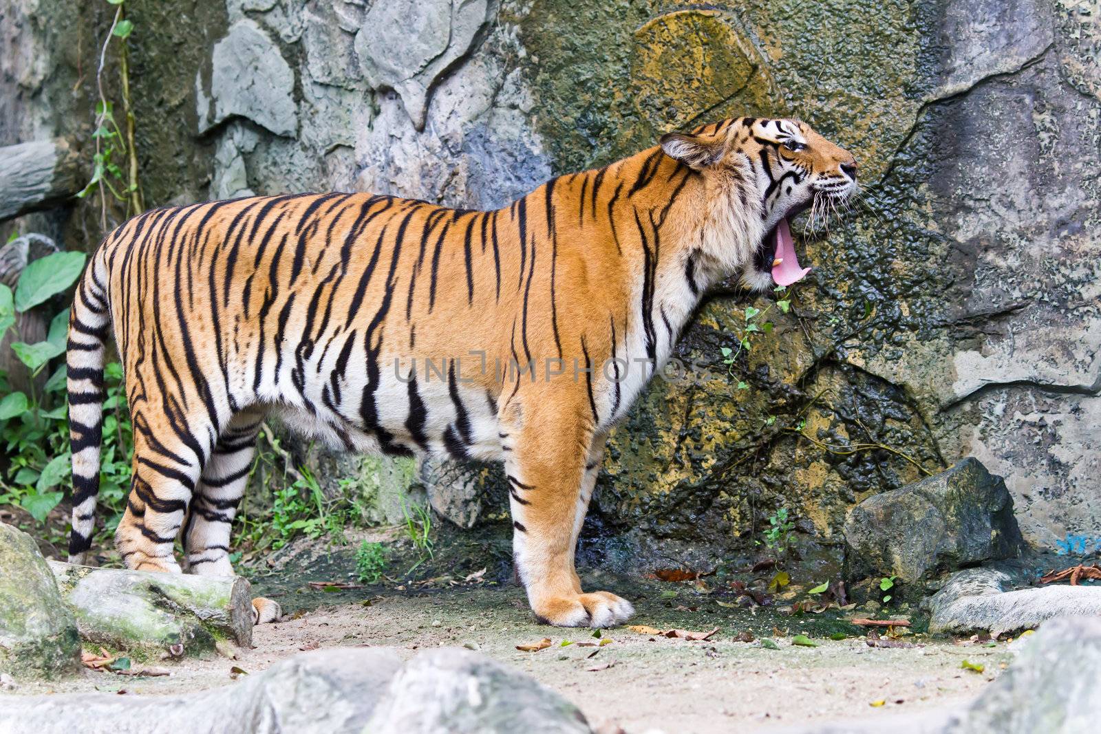 portrait of sumatran tiger by tungphoto