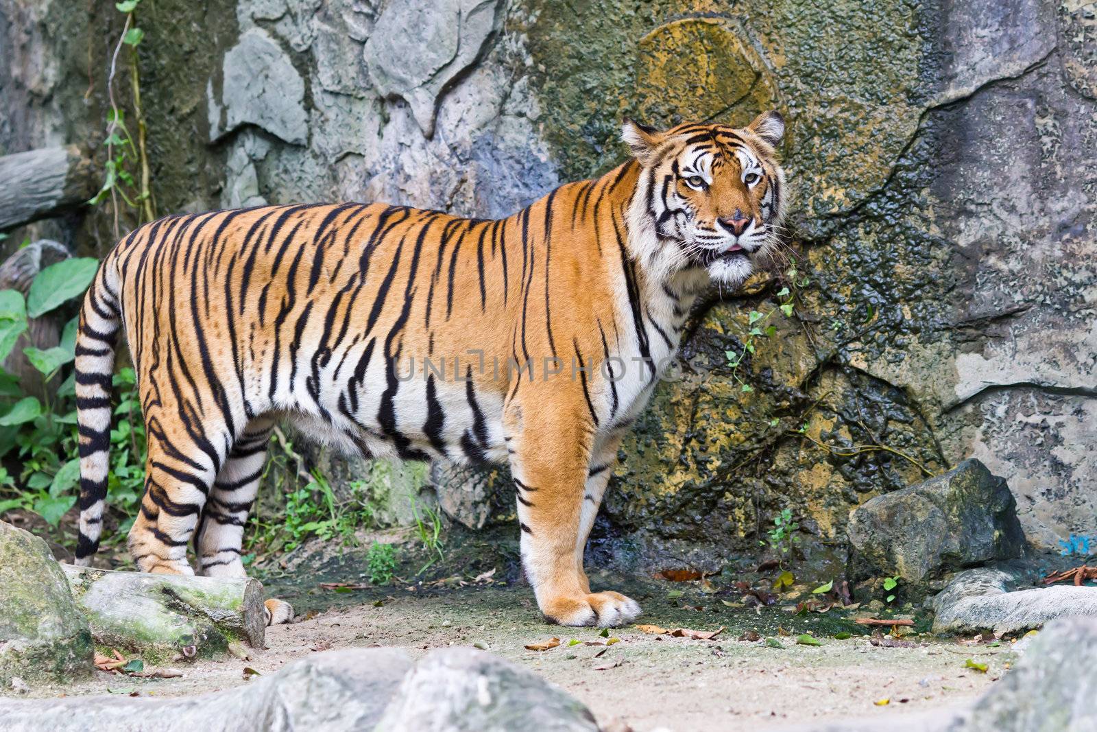 sumatran tiger