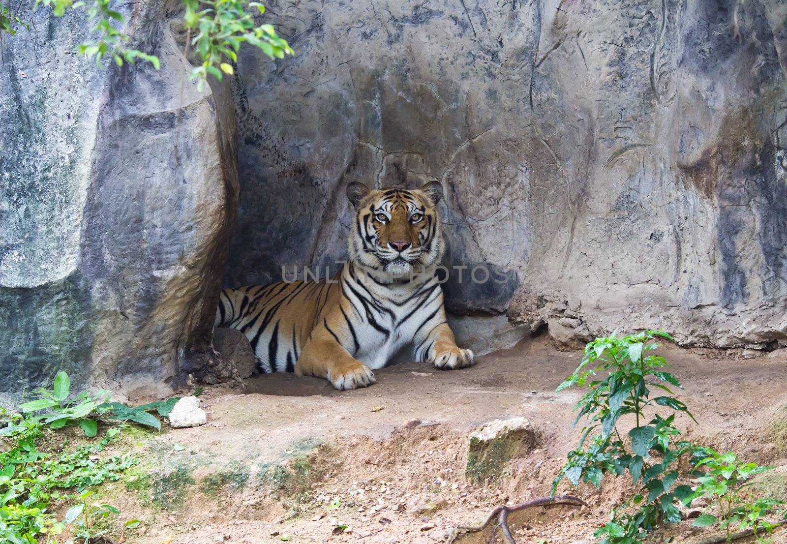 sumatran tiger by tungphoto