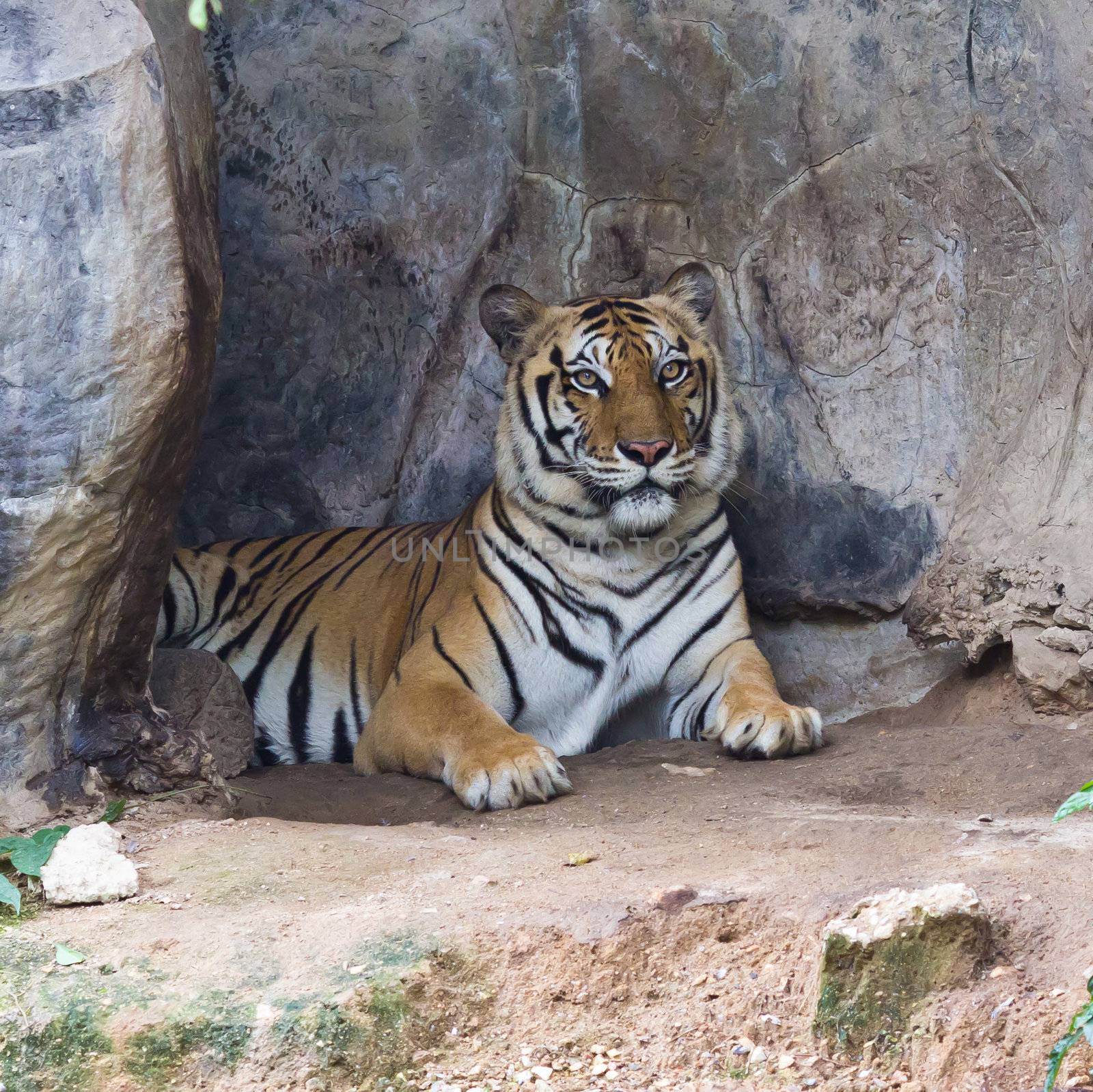 sumatran tiger by tungphoto