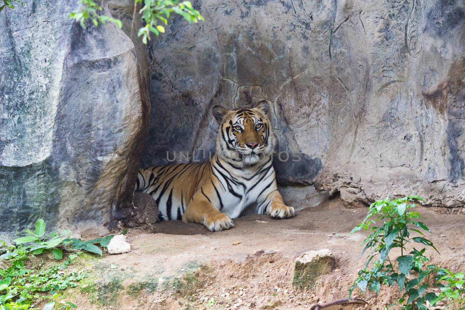 sumatran tiger by tungphoto