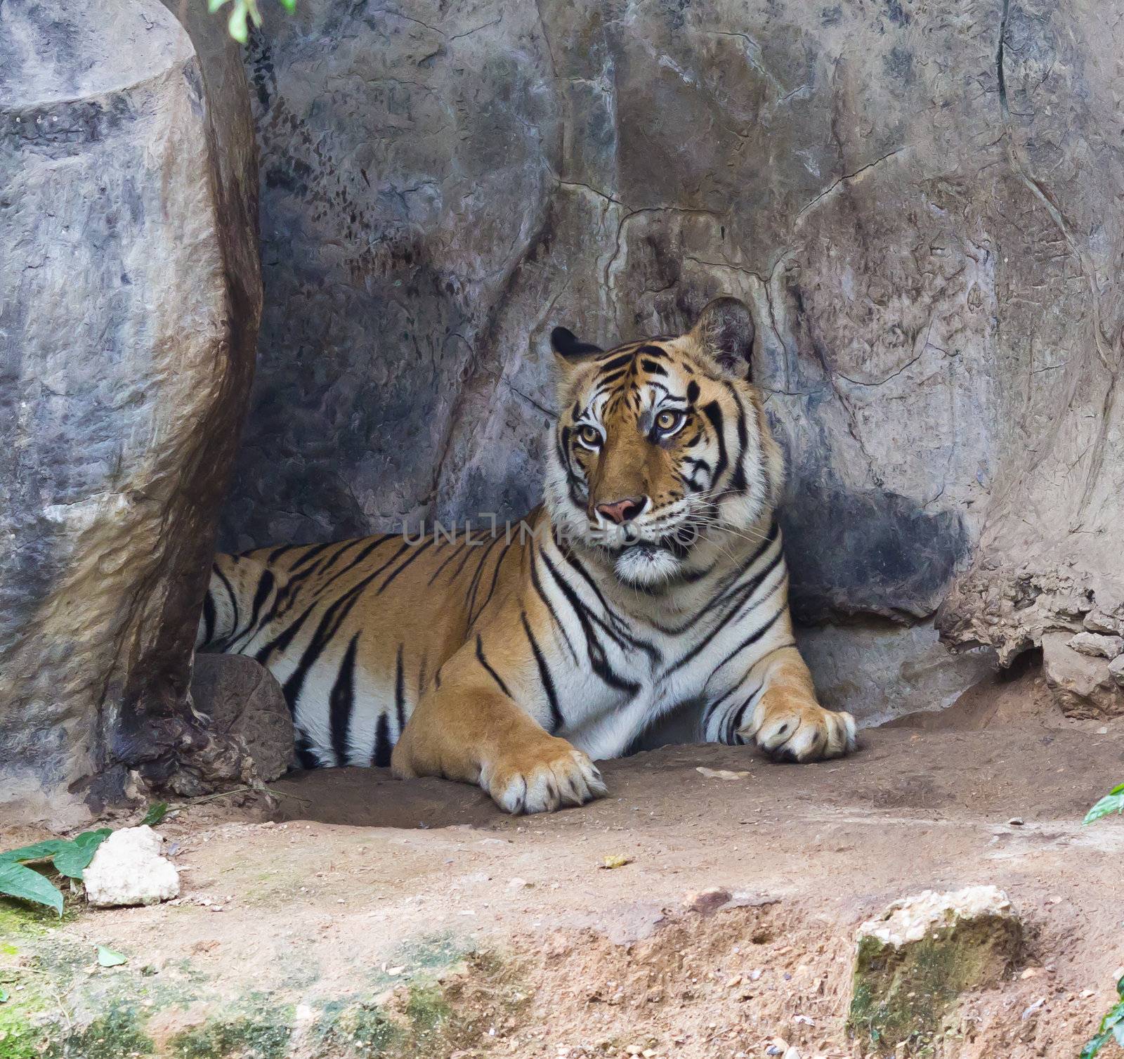 sumatran tiger by tungphoto