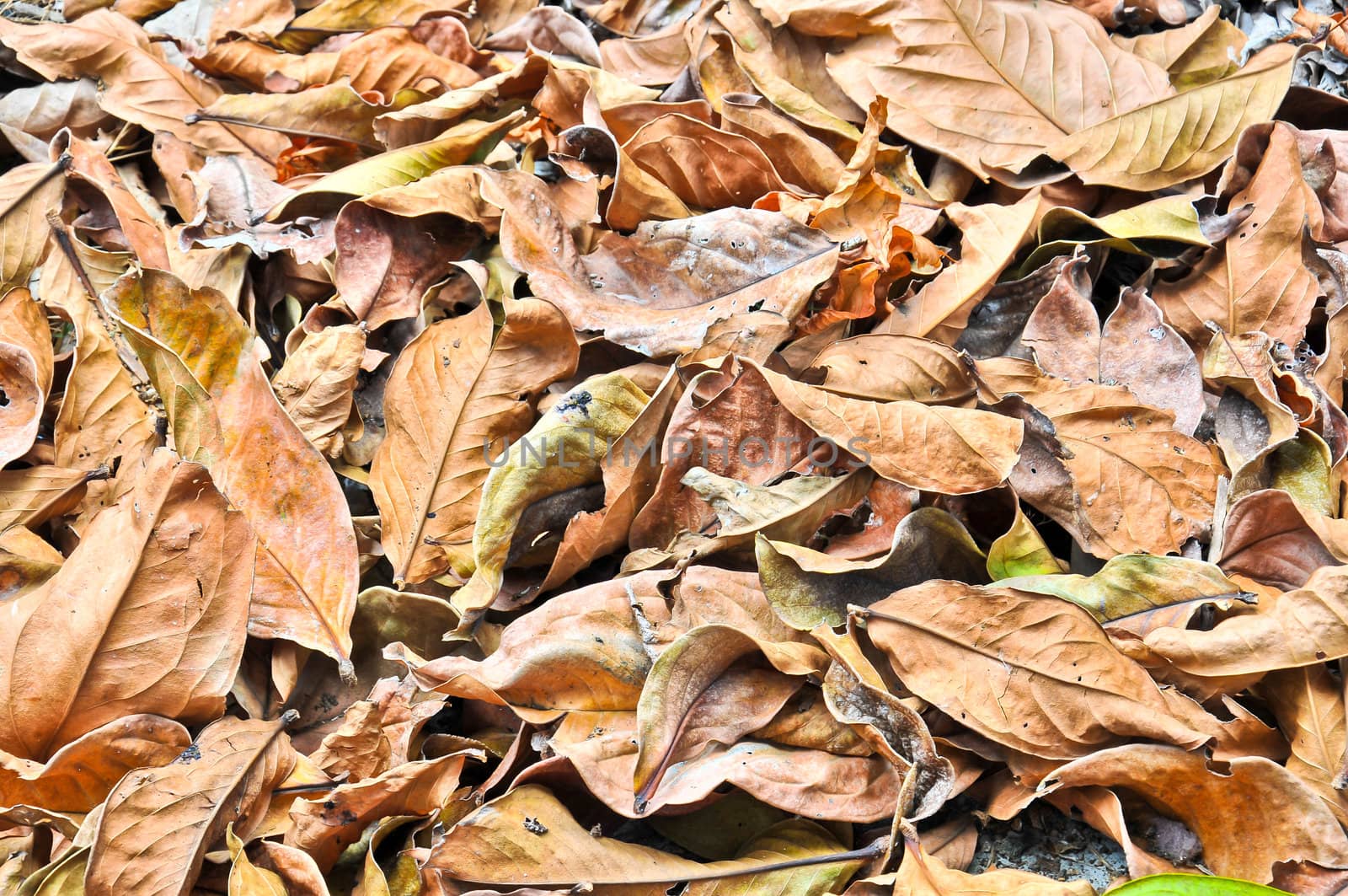 Dry Leaf Background by sayhmog