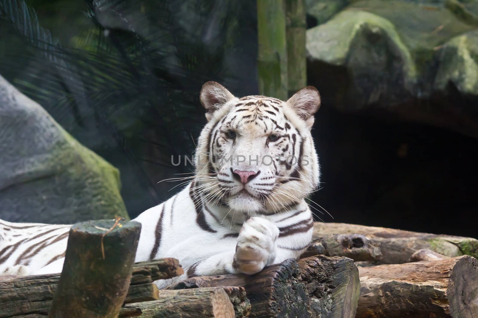 white tiger by tungphoto