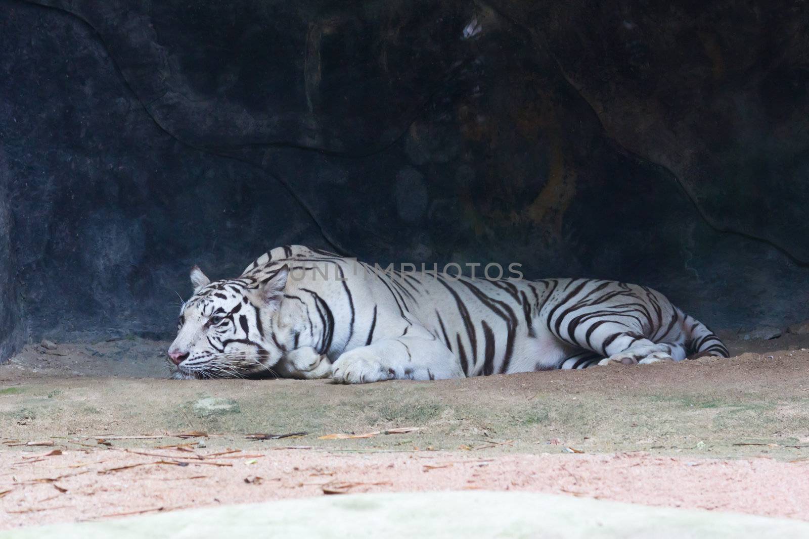 white tiger by tungphoto