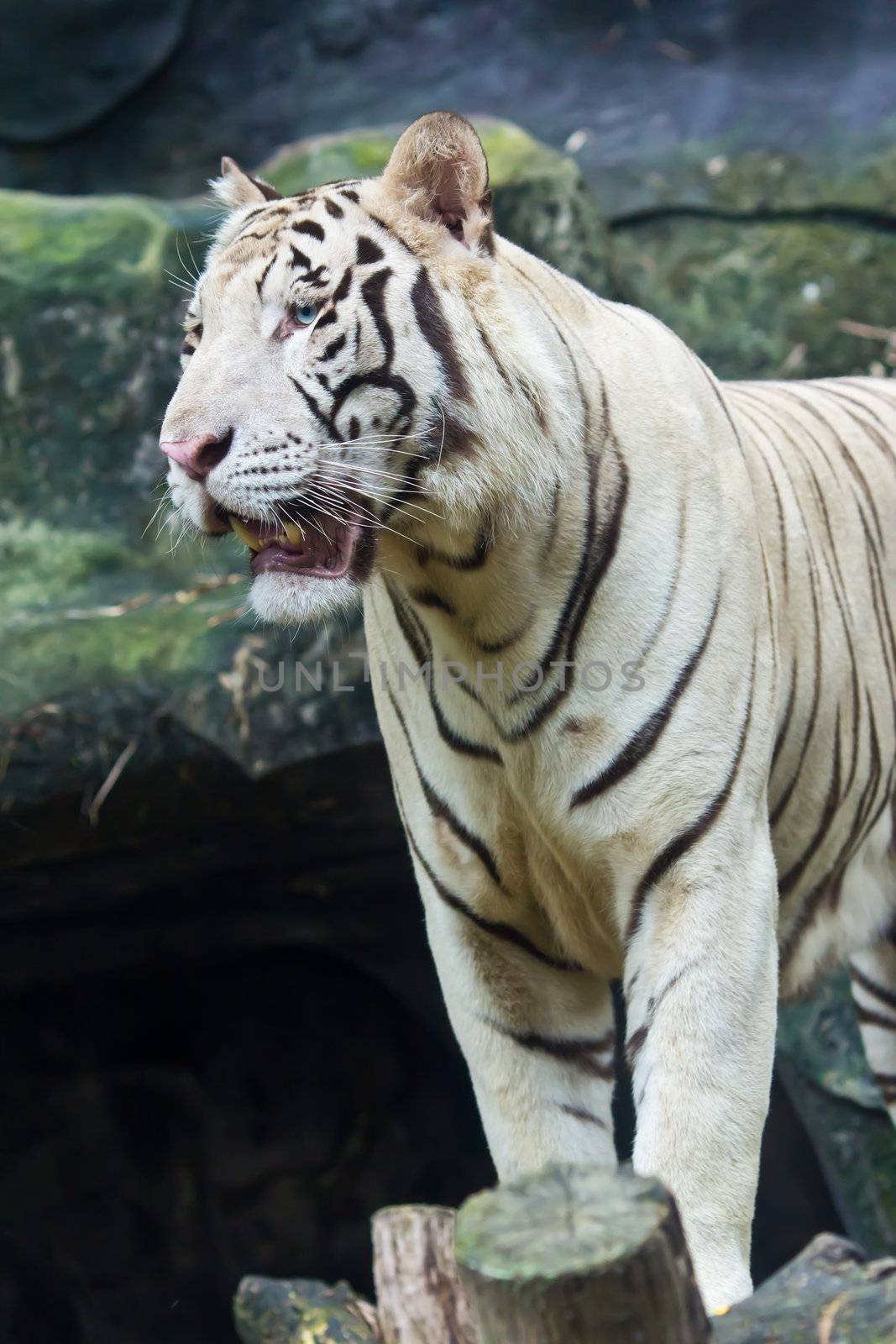 white tiger by tungphoto