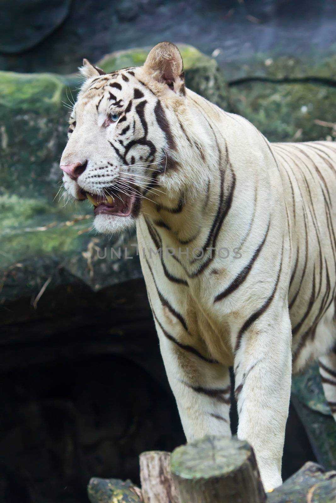 white tiger