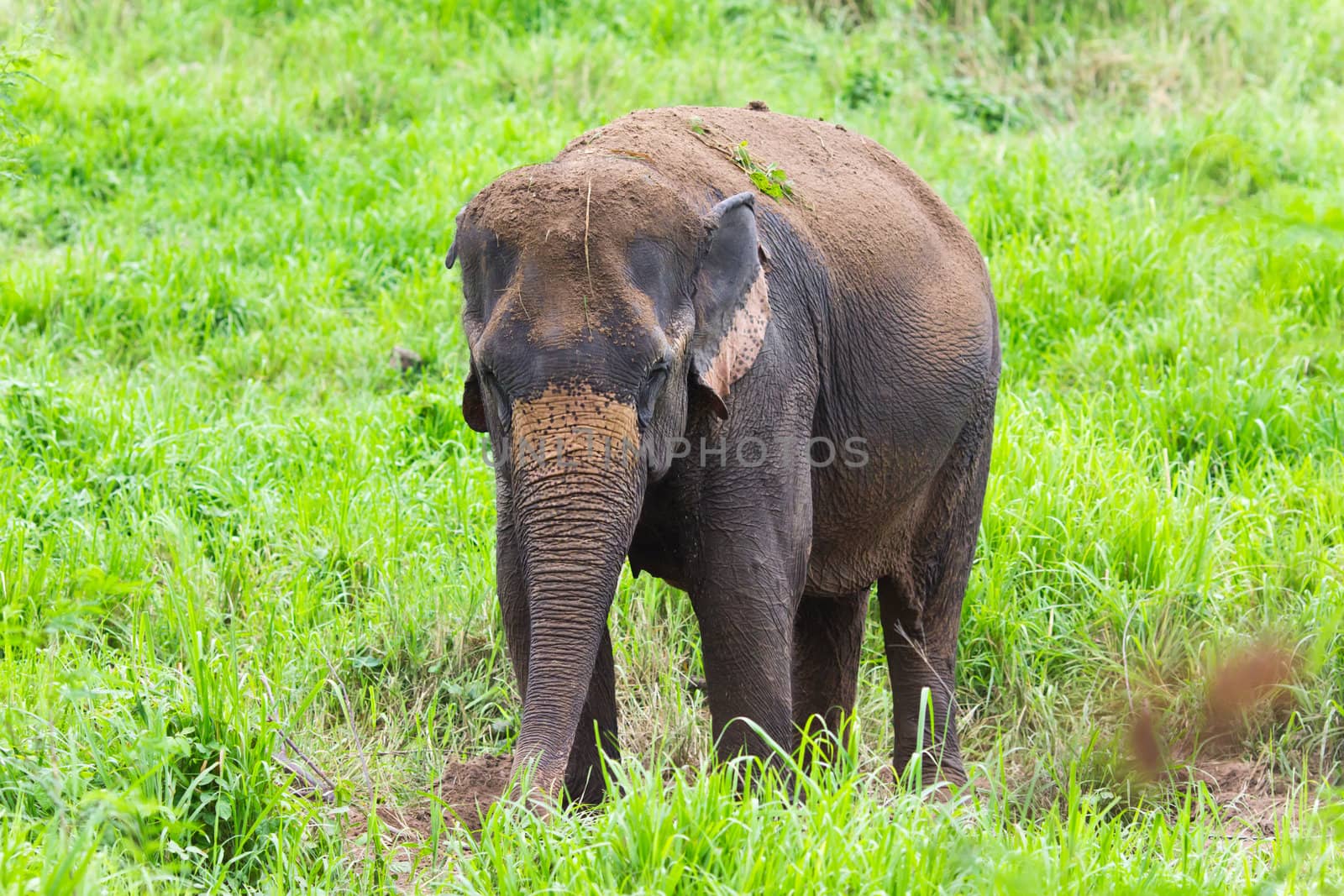 thai elephant by tungphoto