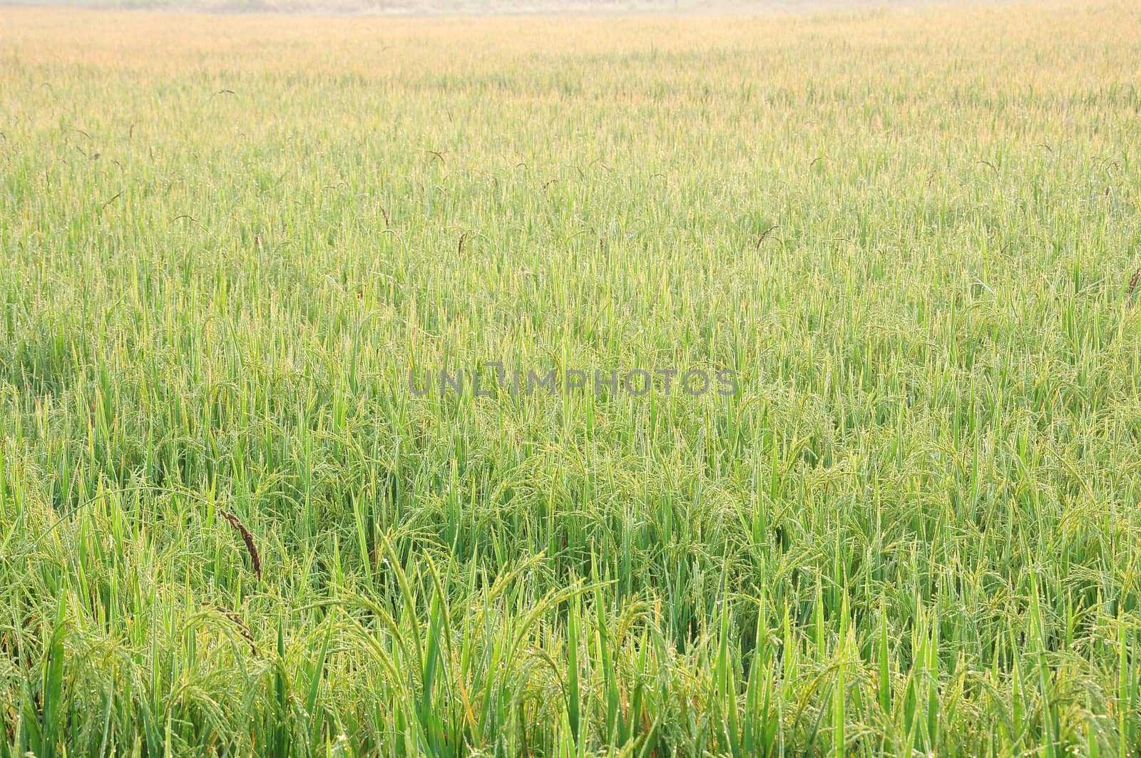 Farm rice in the morning by sayhmog