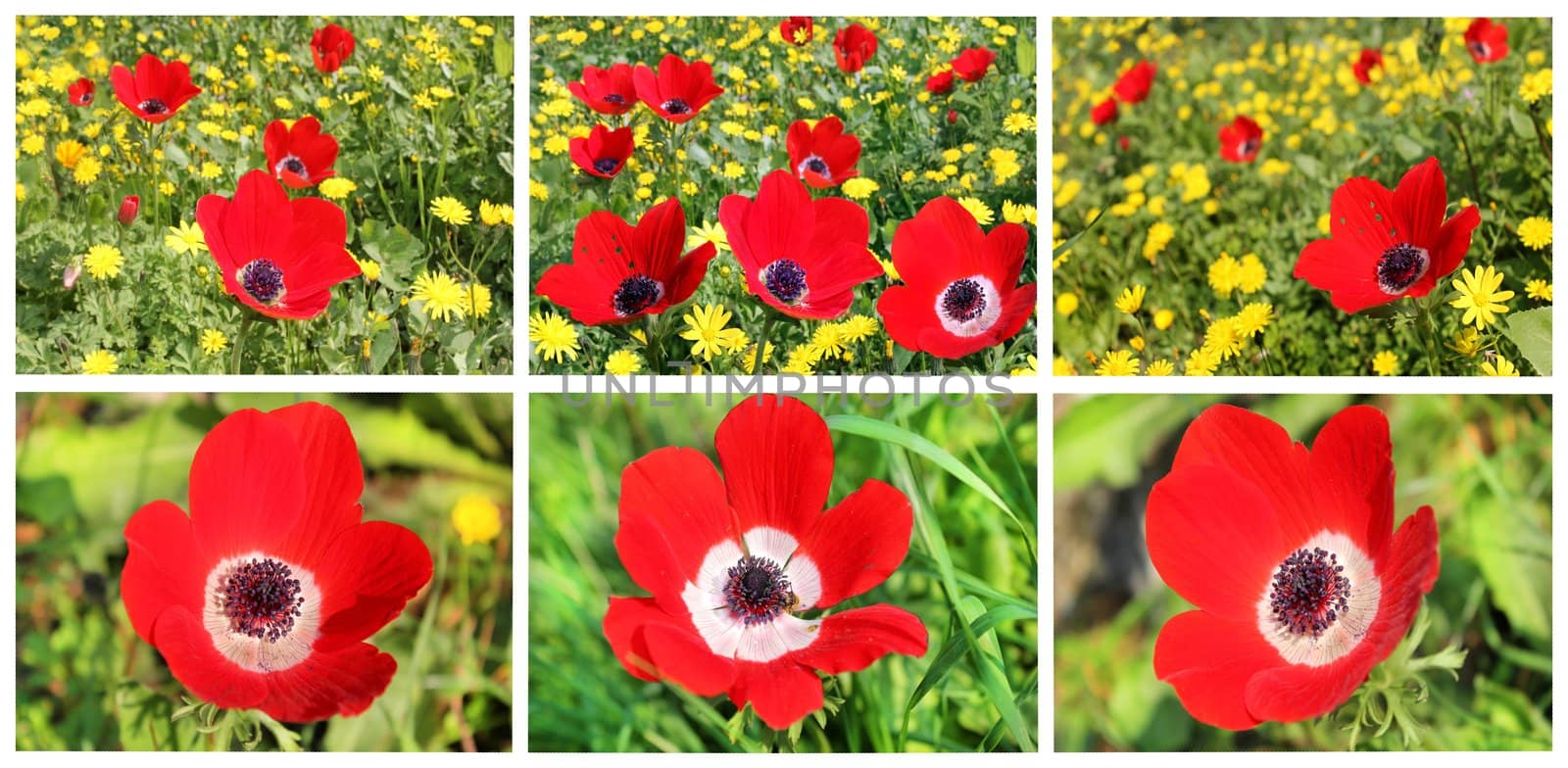 a collage of red poppies blooming