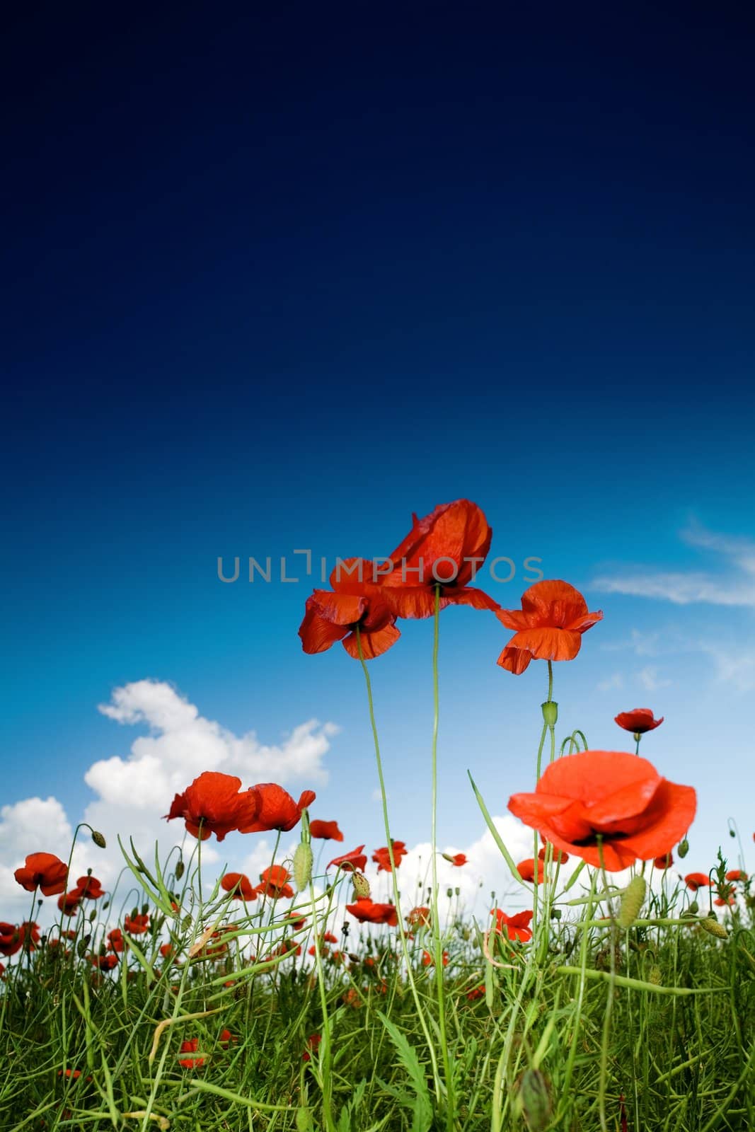 Green field with red poppies under dark-blue sky