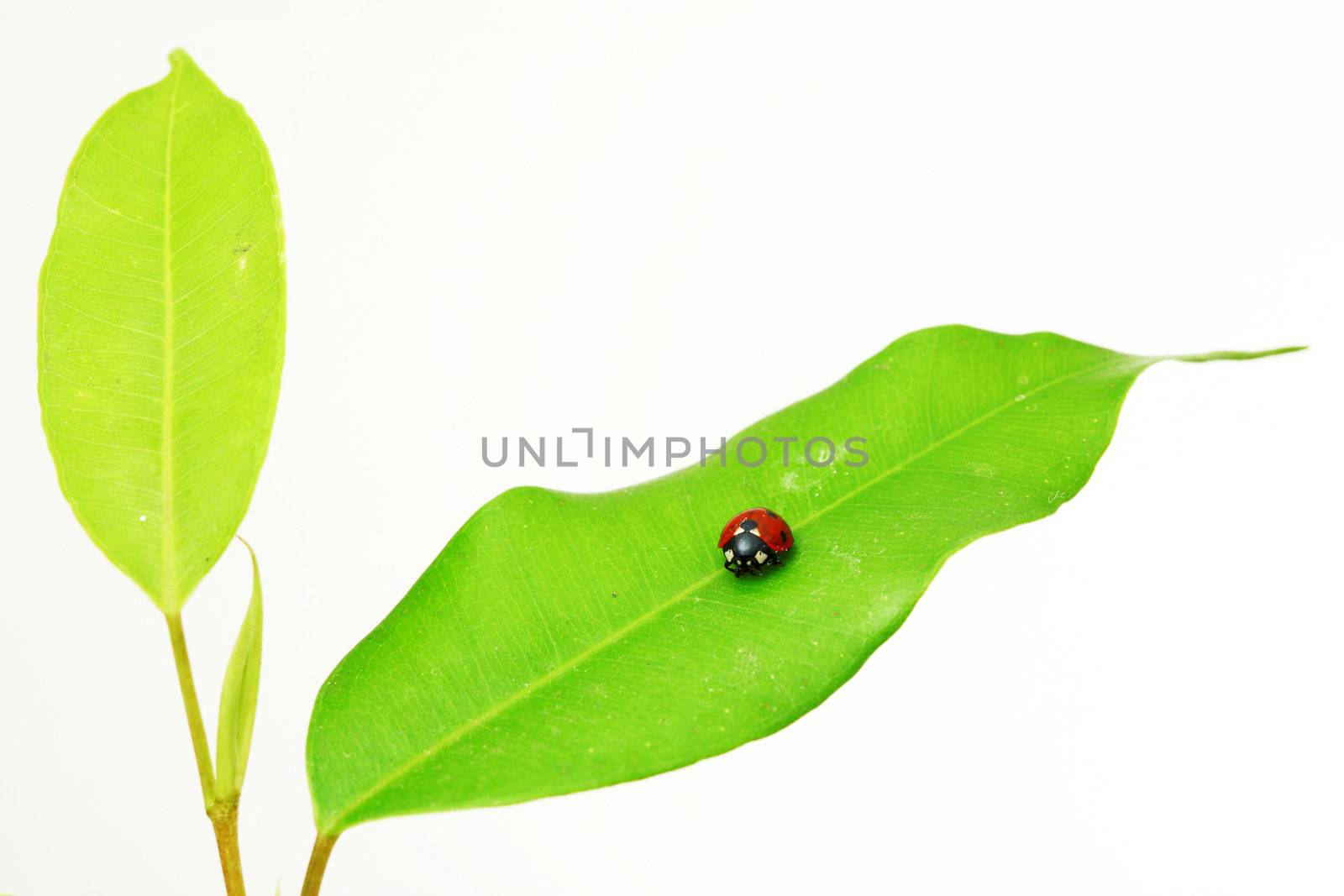 Nature theme: an image of a ladybird on green leaf