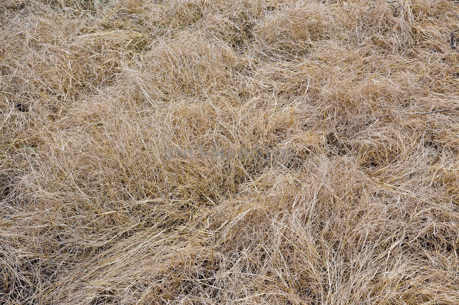 Grass dry pattern