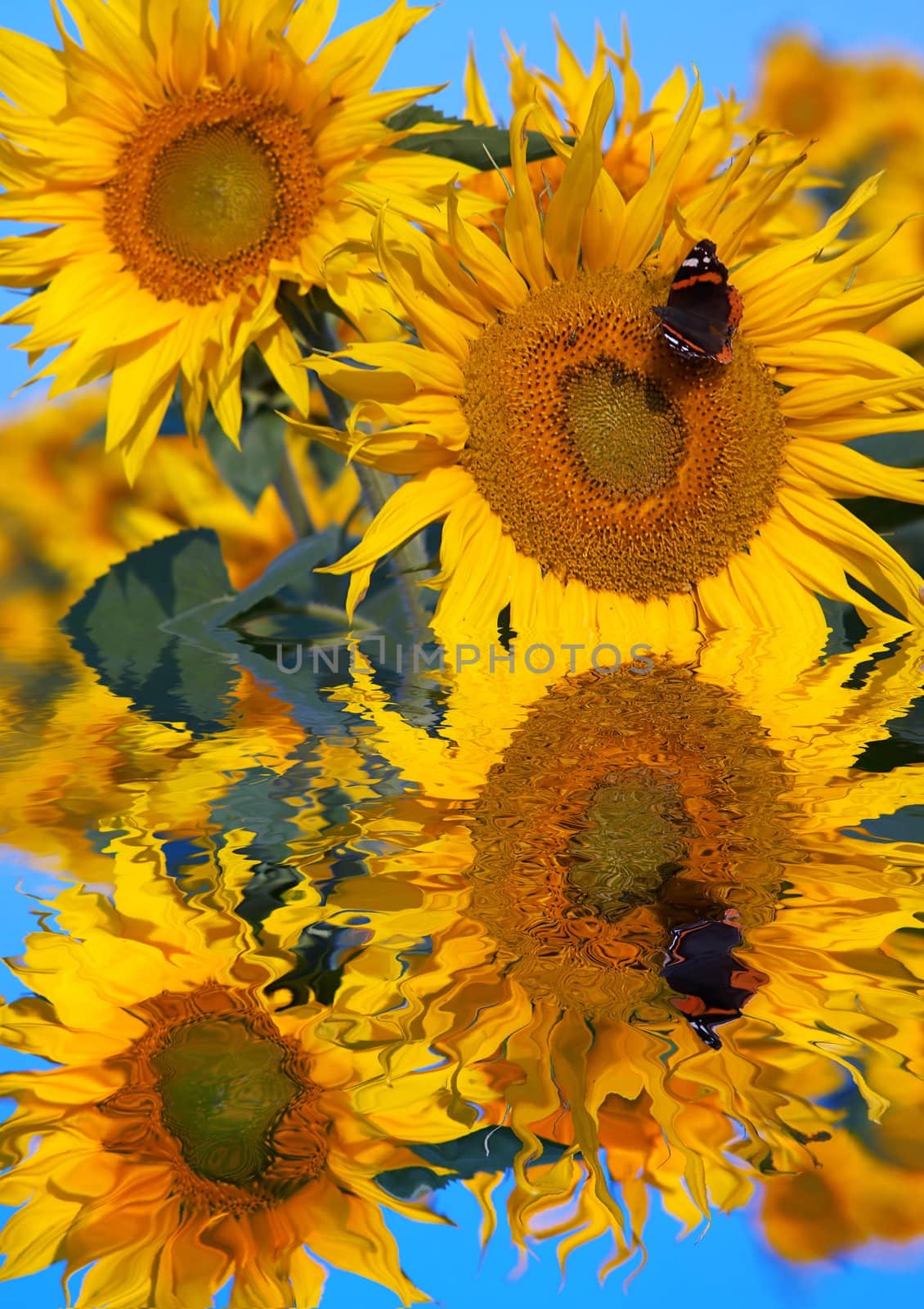 An image of yellow sunflowers and butterfly