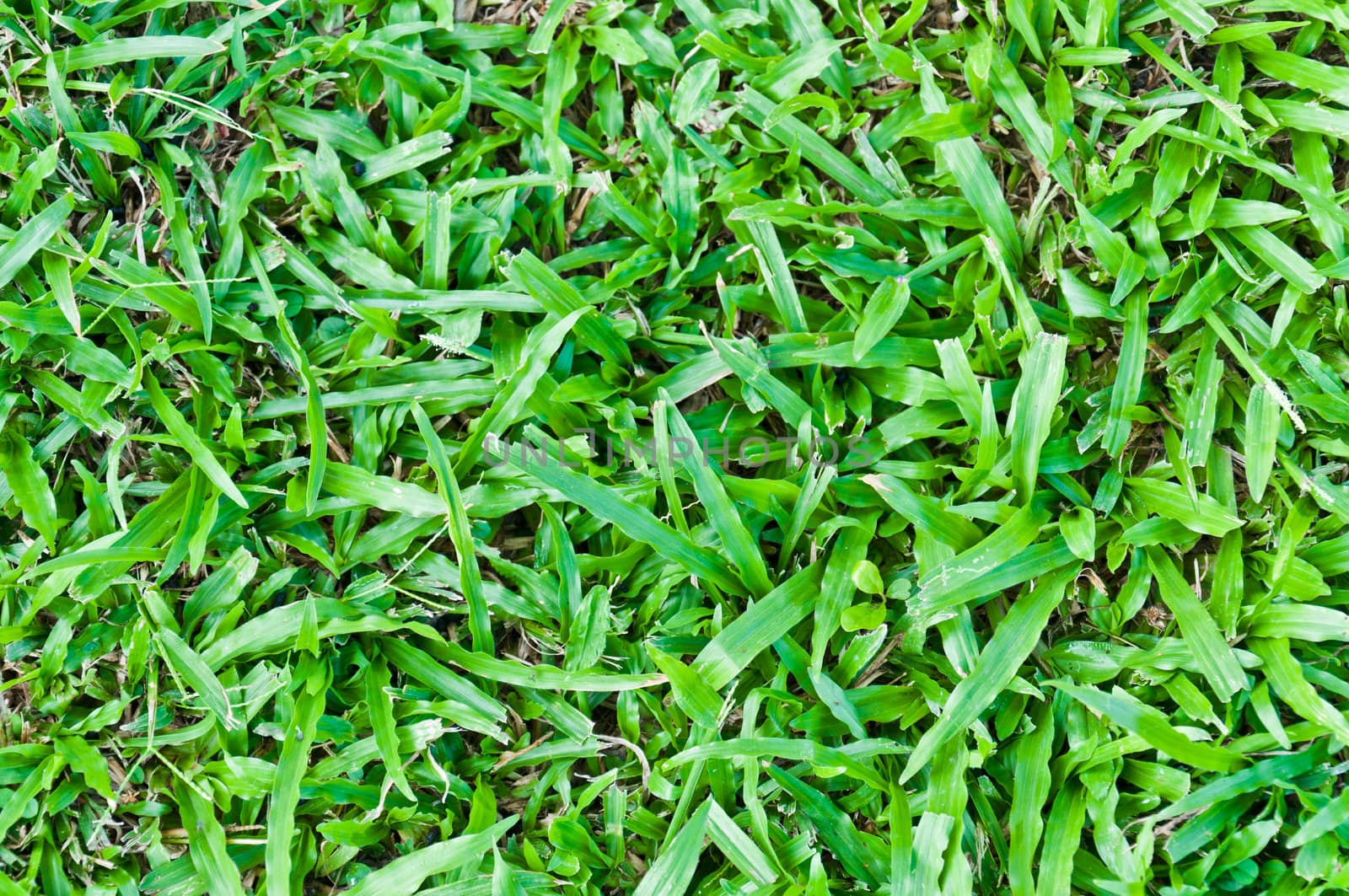 Grass Pattern For Background.