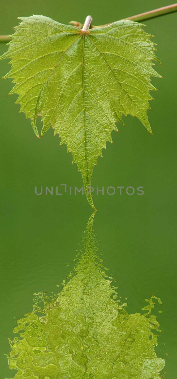 Reflect of a green grape leaf in water